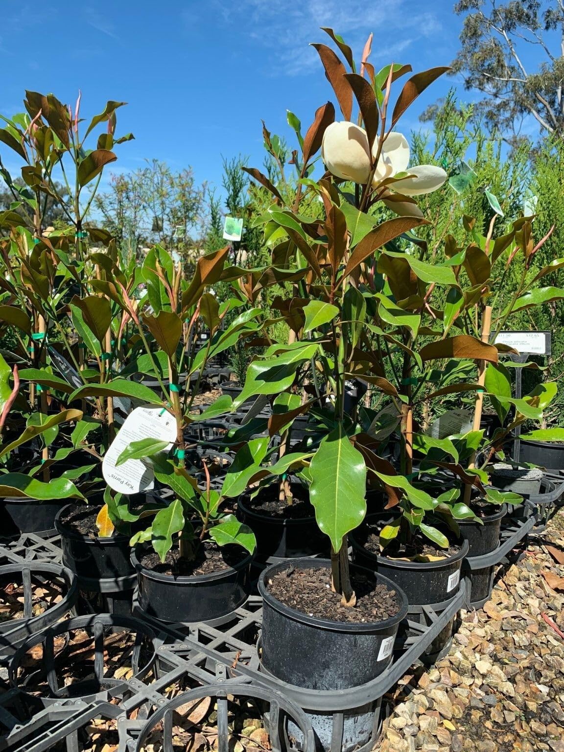 Live Plant - Evergreen Southern Magnolia Grandifolia 20-28 inch tallFragrant