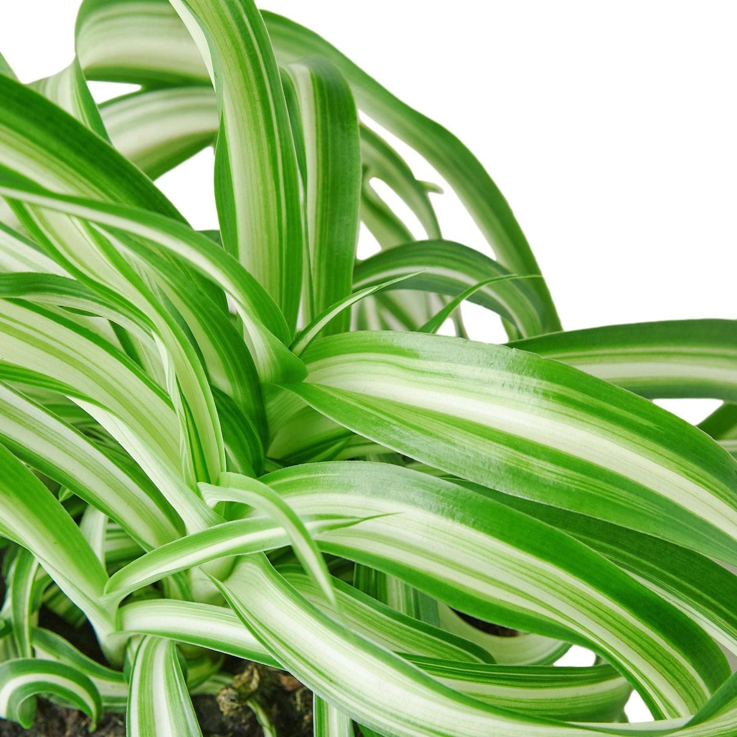 Spider Plant Bonnie Live Plant for Indoor | Different Houseplants in 4'' & 6'' Pot | Real House Plant for Living Room, Office, Desk & Bathroom | Chlorophytum Comosum | Airplane Ivy