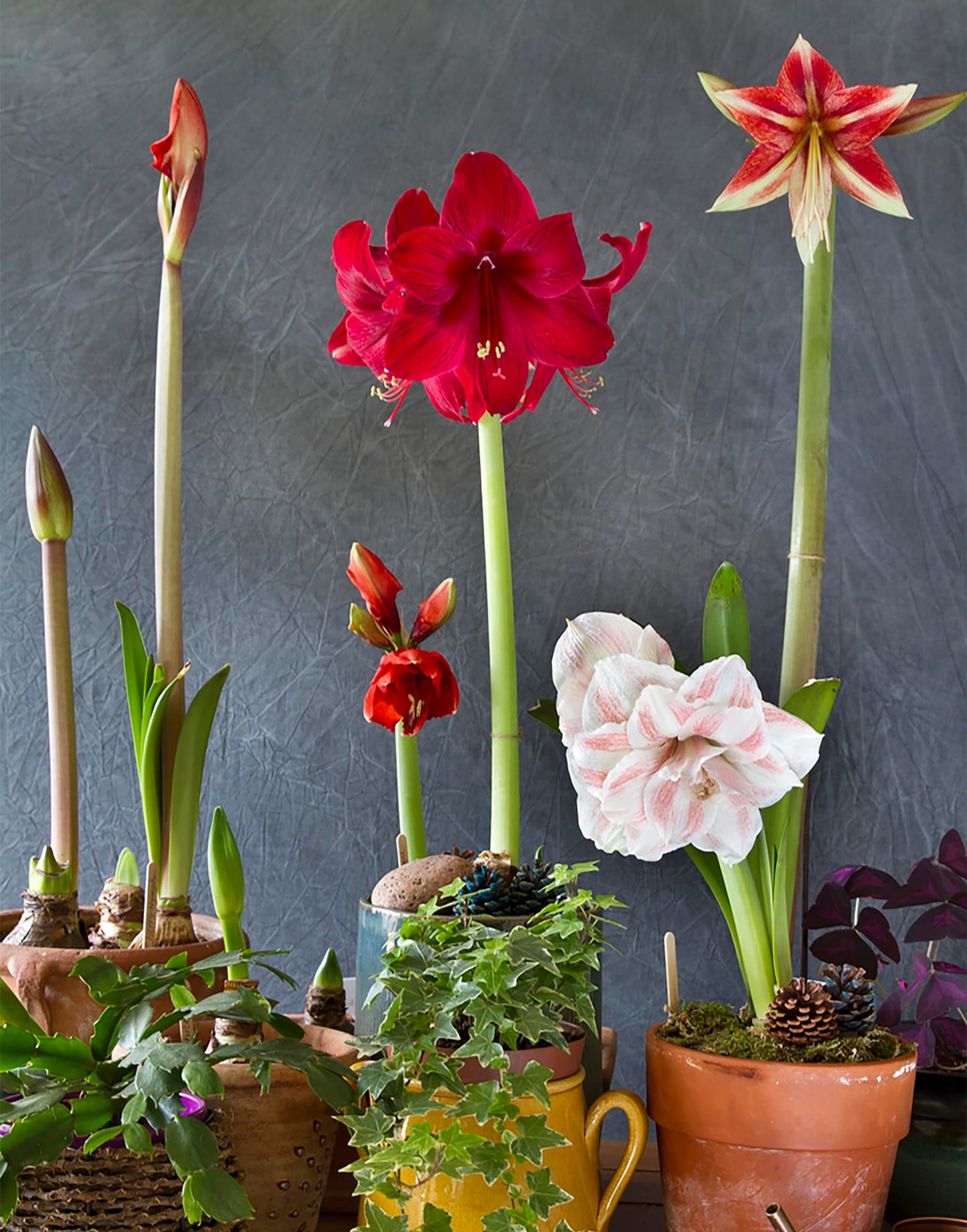 New Variety Amaryllis: Top Notch - Double Rose Pink – 28-30 cm Bare Root Bulb – Amaryllis Top Notch is one of a Kind Double Amaryllis Form with Layer Upon Layer of Pink Petals.