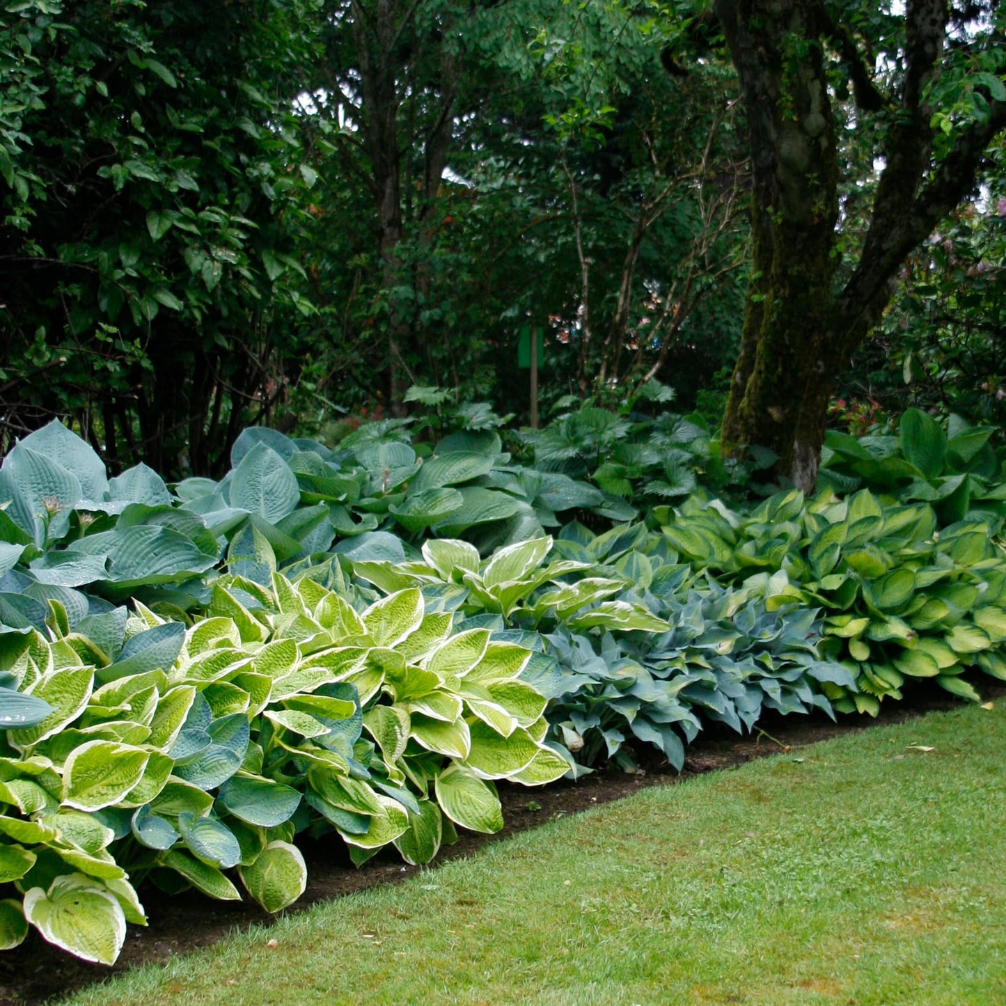 Complete Shade Perennial Flower Bulb Garden - 30 Bulbs for 50 Days of Continuous Blooms (Summer Color from July Through October) - Easy to Grow Summer Planting Bulbs by Willard & May