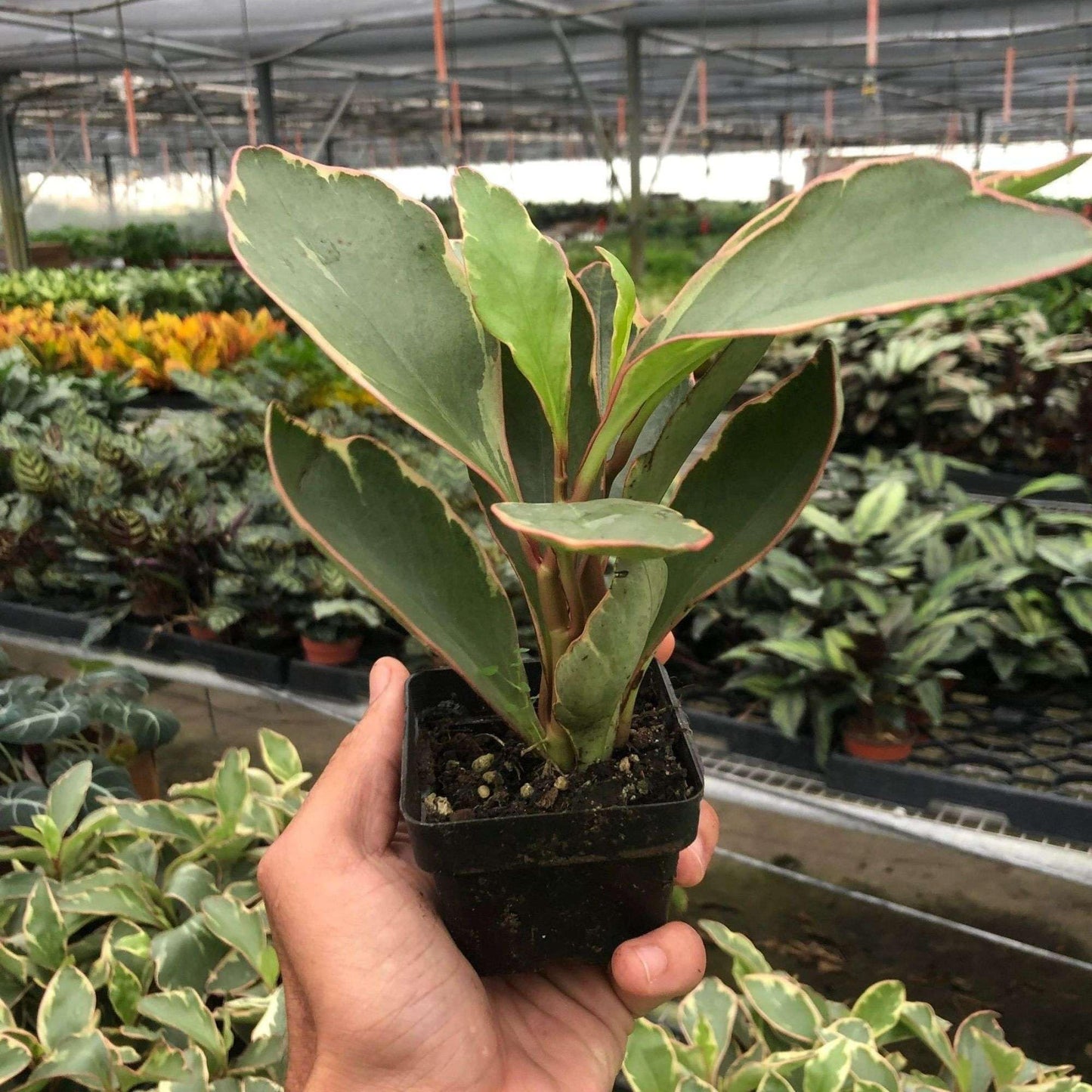 Peperomia Ginny Live Plant for Indoor | Different Houseplants in 3'' Pot | Real House Plant for Living Room, Office, Desk & Bathroom | Ginny | Peperomia clusiifolia
