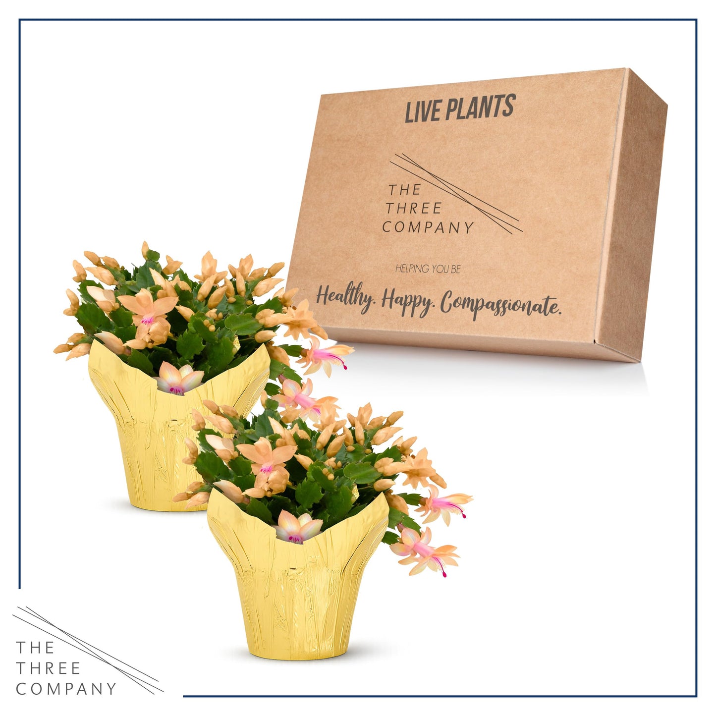 Live Flowering Zygocactus - Yellow-Orange, 2 Pack- Thanksgiving/Christmas Cactus - Seasonal Bloomer, Currently Out of Bloom - 5” Tall by 5” Wide in Deco Cover
