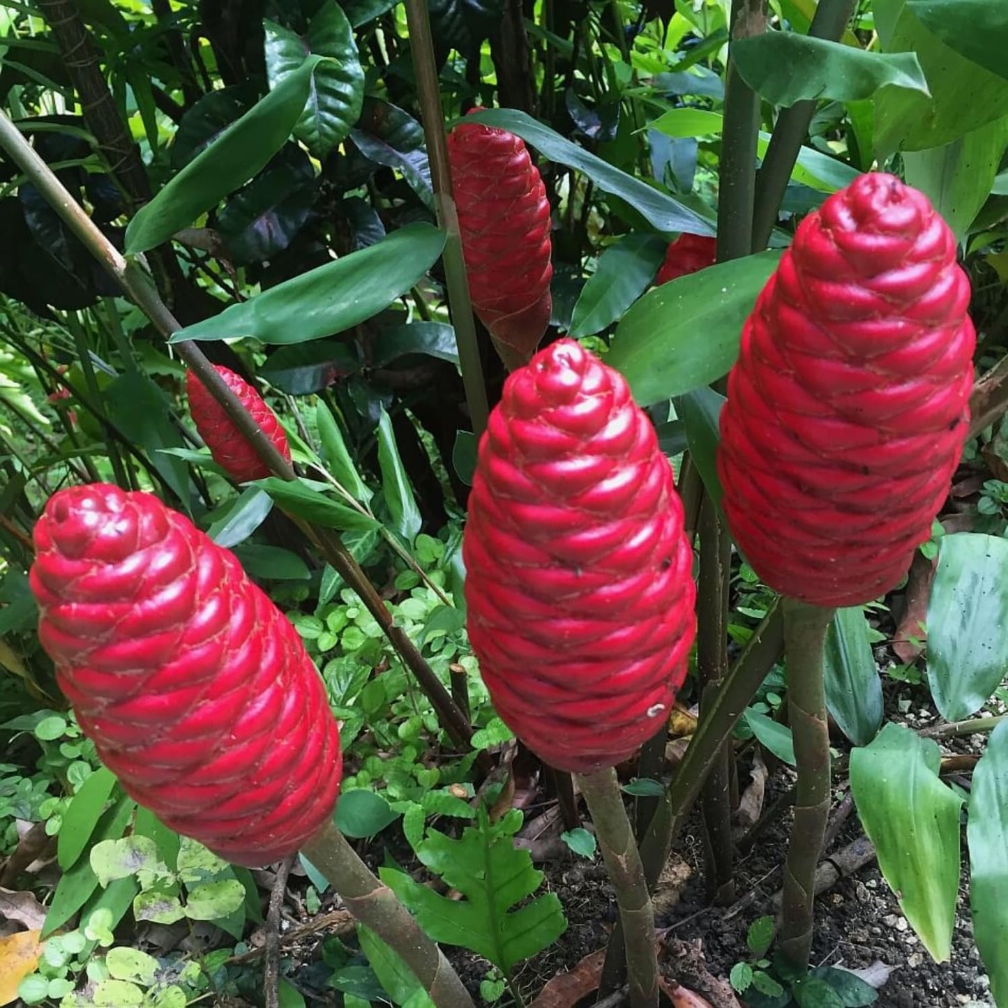 6 Awapuhi Shampoo Ginger Roots, Fresh Ginger Rhizomes to Grow, Zingiber Zerumbet Pinecone Ginger Lily Flowers