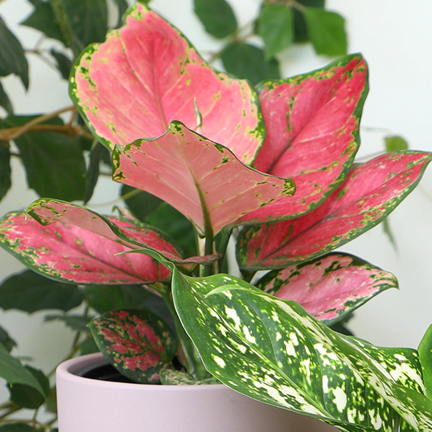 Live Aglaonema Chinese Evergreen Plant 'Beauty', Indoor Houseplant for Home or Office, Air Purifying Real Indoor Plants for Beginners, Variegated Tropical Houseplants, Easy to Grow