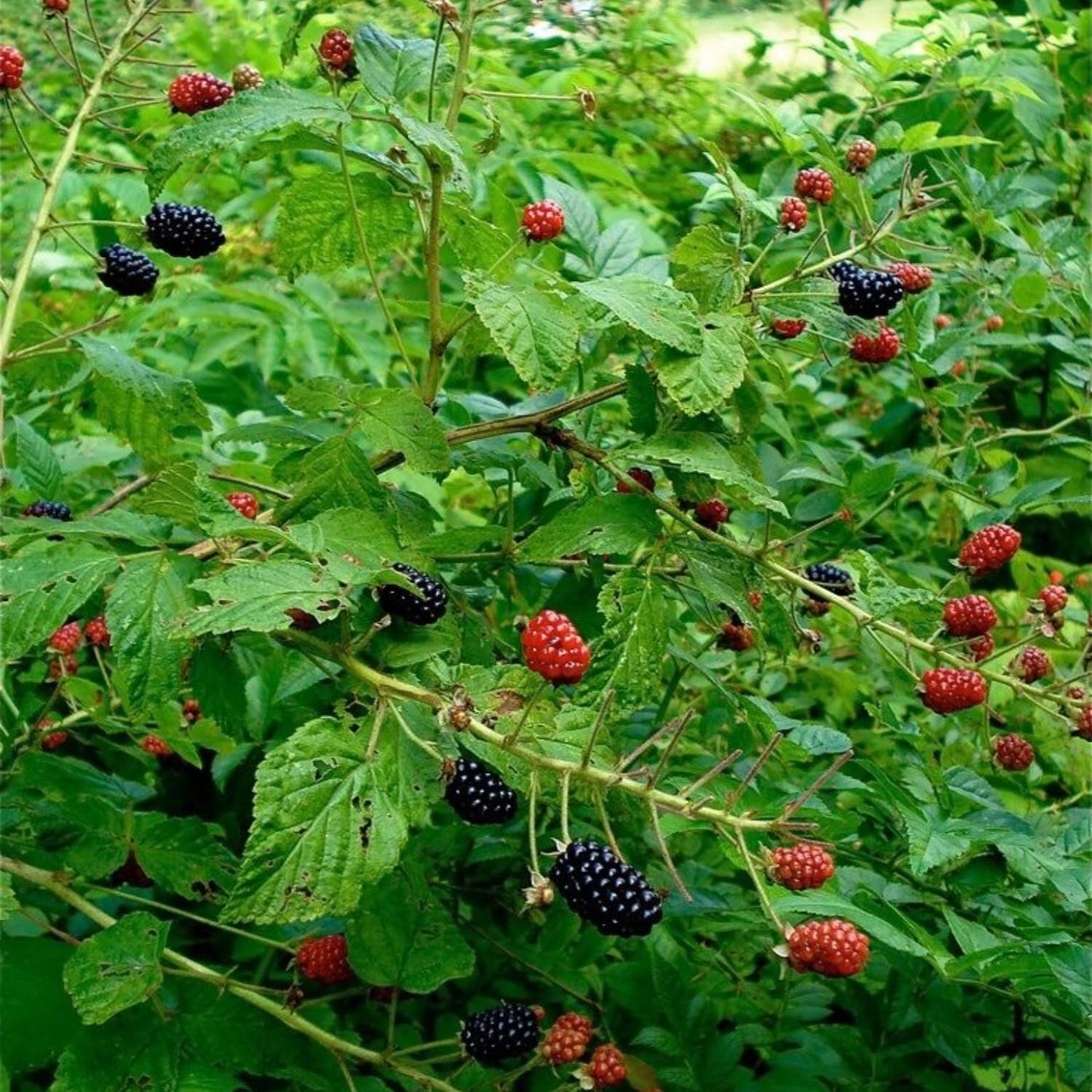 2 Boysenberry Plant Live, Edible Fruit Tree Live Plant, Sweet Berry Bush, 4-6'' Tall, Well Rooted for Outdoor Garden