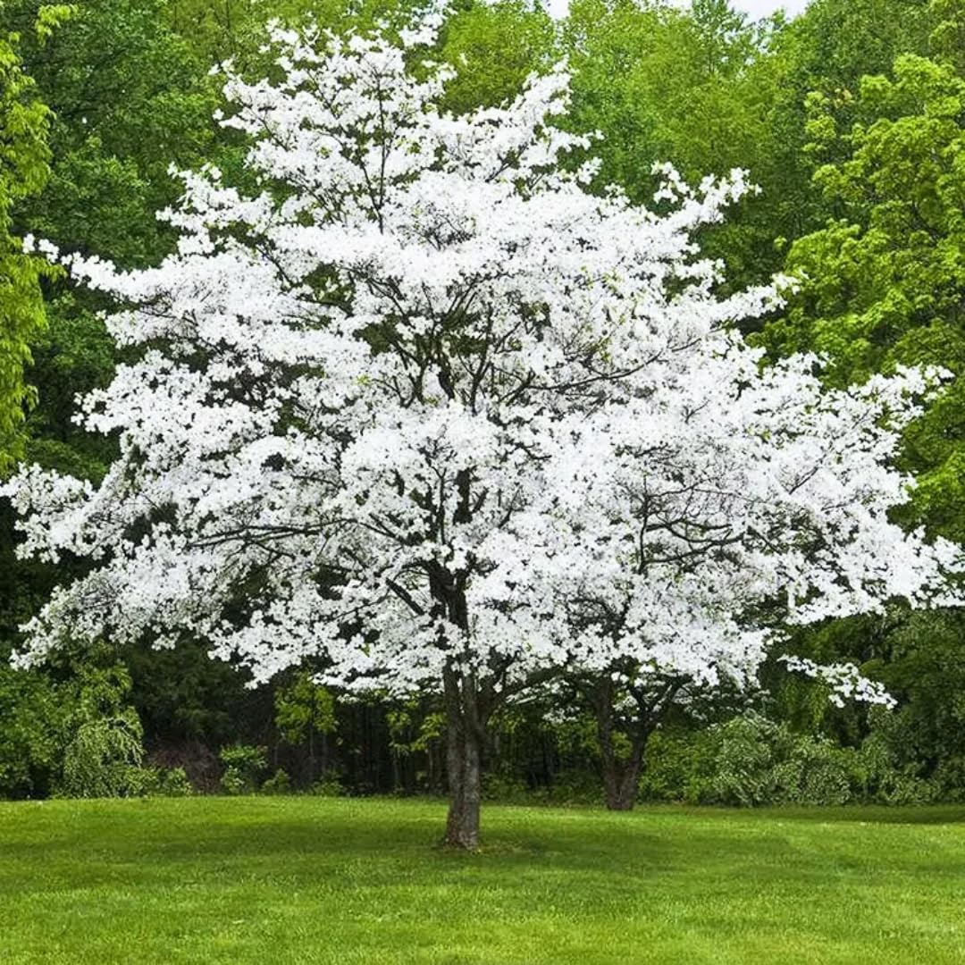 Dormant Dogwood Tree Live Plant, 9 Months Old 6-12 Inch Tall in Quart Pot, Dogwood Tree Potted, Perennial, Well Rooted Plants, Cold Hardy (White Flowering)