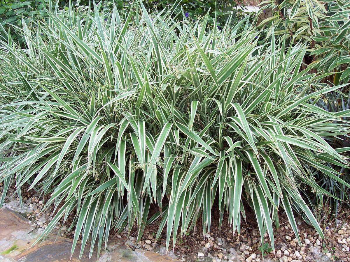 Flax Lily | Variegated Dianella Tasmanica Variegata | 3 Live Plants | Evergreen Shade Loving Grass