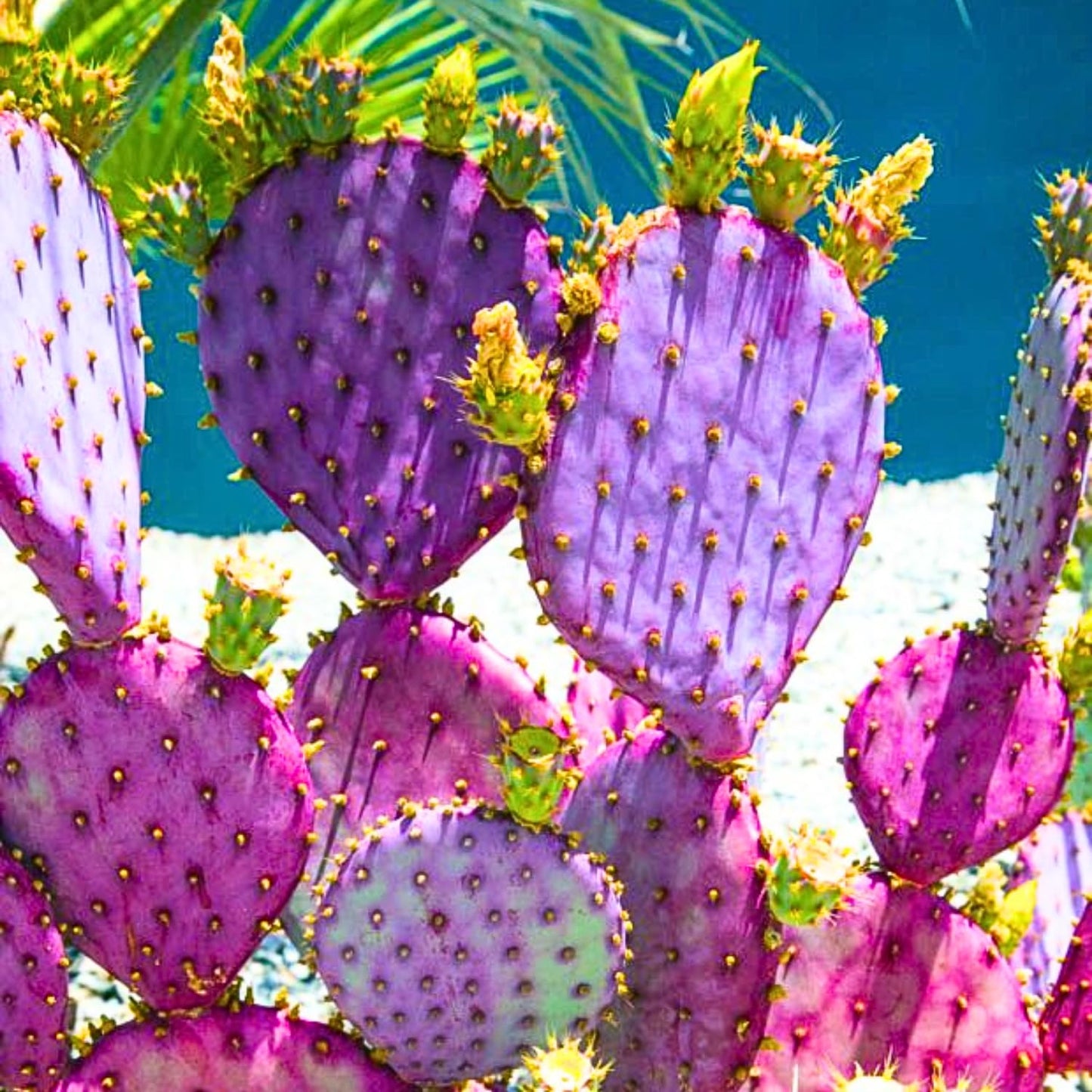 Purple Prickly Pear Cactus Live Plant, Rare Cactus Plants 6-8 Inches, Hardy, Low-Maintenance Plant for Indoors and Outdoors