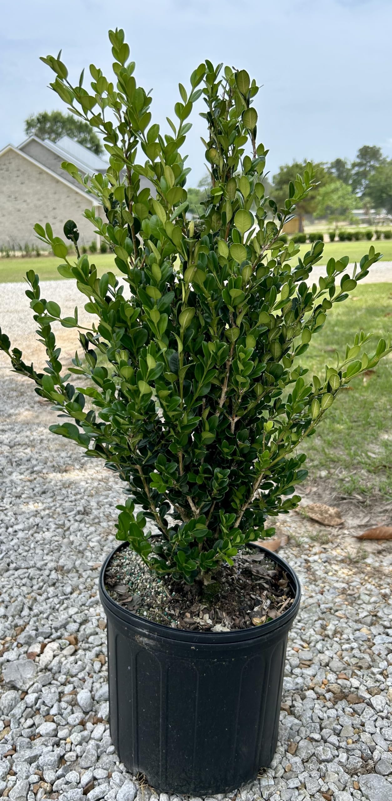 Wintergreen Boxwood, Live Plant, 3 Gallon Container Size, Evergreen Shrub