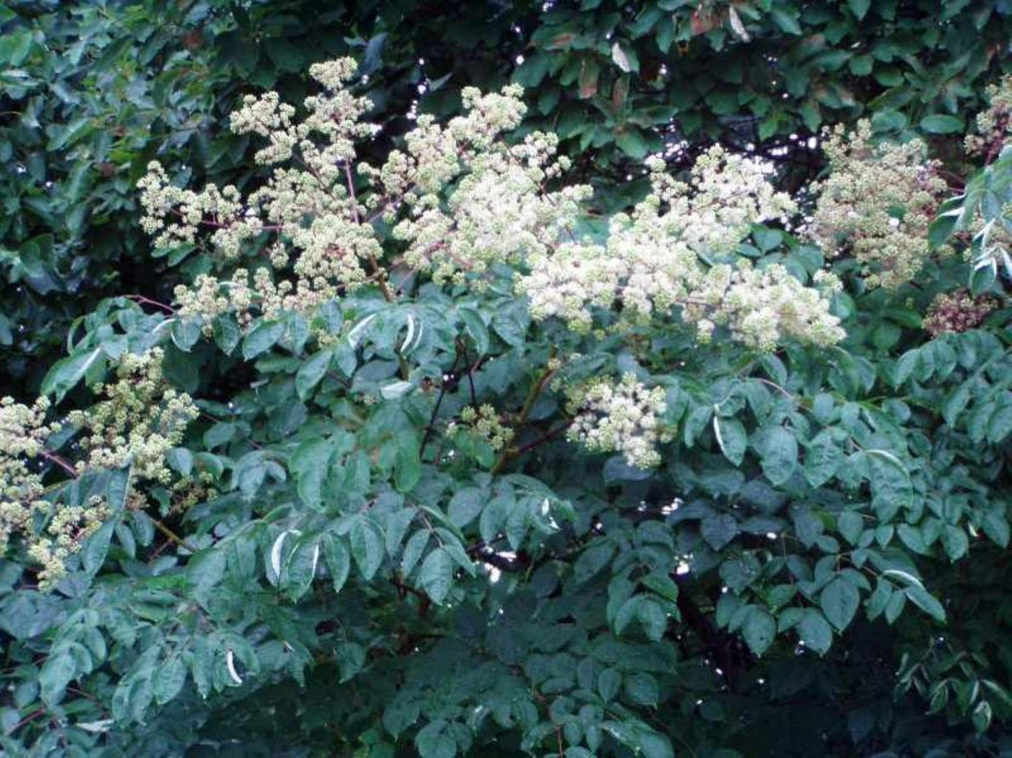 4-6" Tall Aralia spinosa Rare Exotic Hardy Small Starter Tree - 1 Plant Devil's WALKINGSTICK