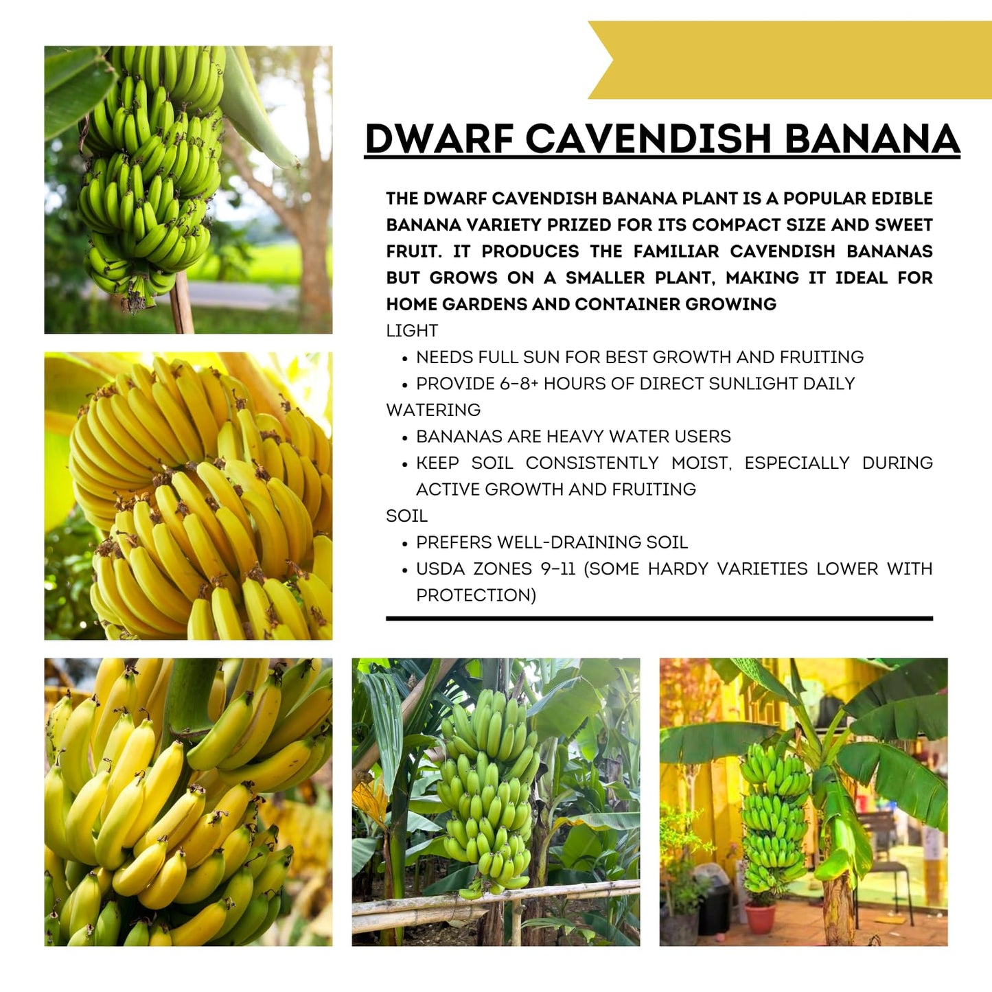 Dwarf Cavendish Banana Tree Live Plant, Cold Hardy Banana Plant Live, Tropical Banana Fruit Seedling, Well Rooted 4-8 Inch Tall
