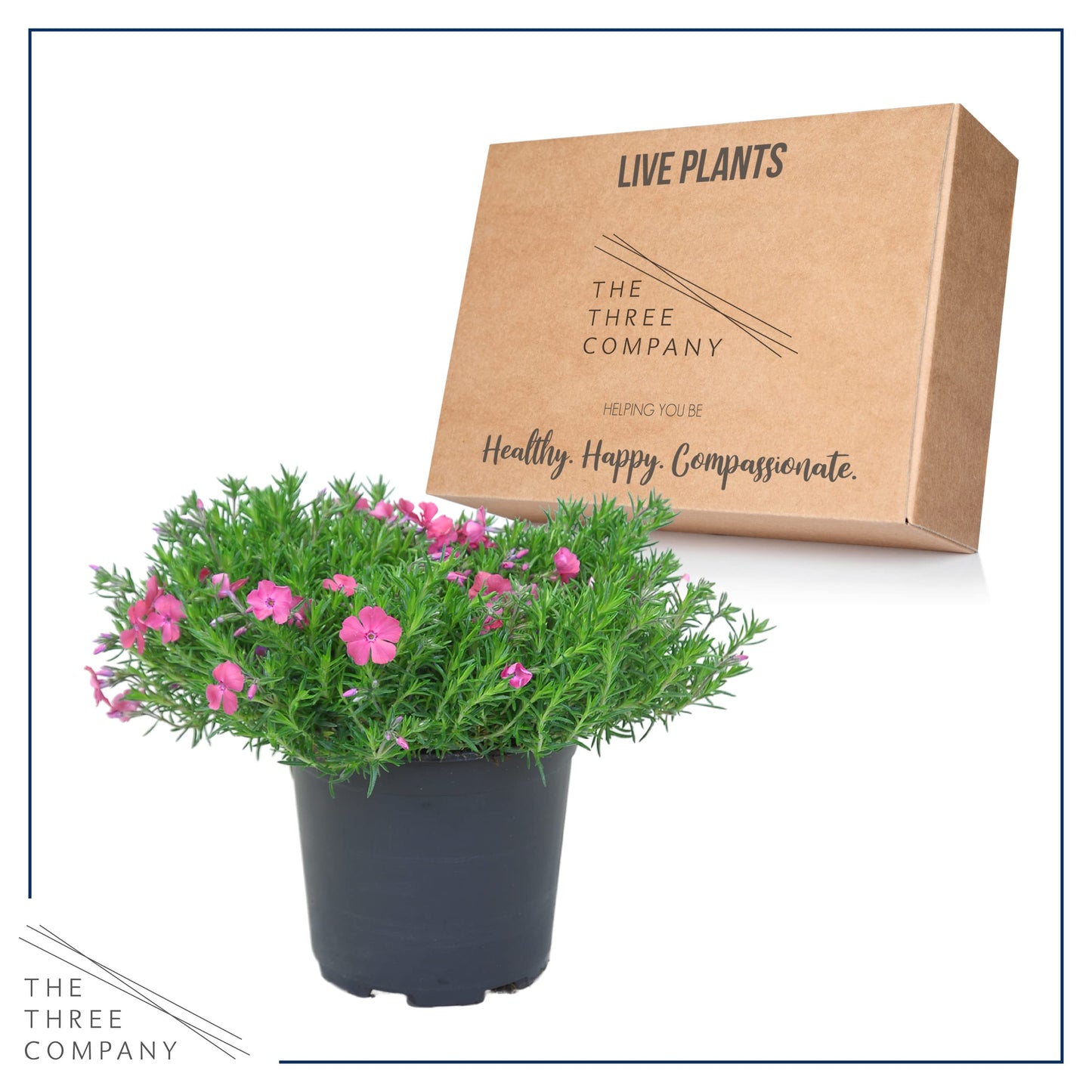 Live Phlox - Pink - Beautiful Creeping/Trailing Perennial - Healthy Spring Plant - 10" Tall by 6" Wide in 2.5 Qt Pot