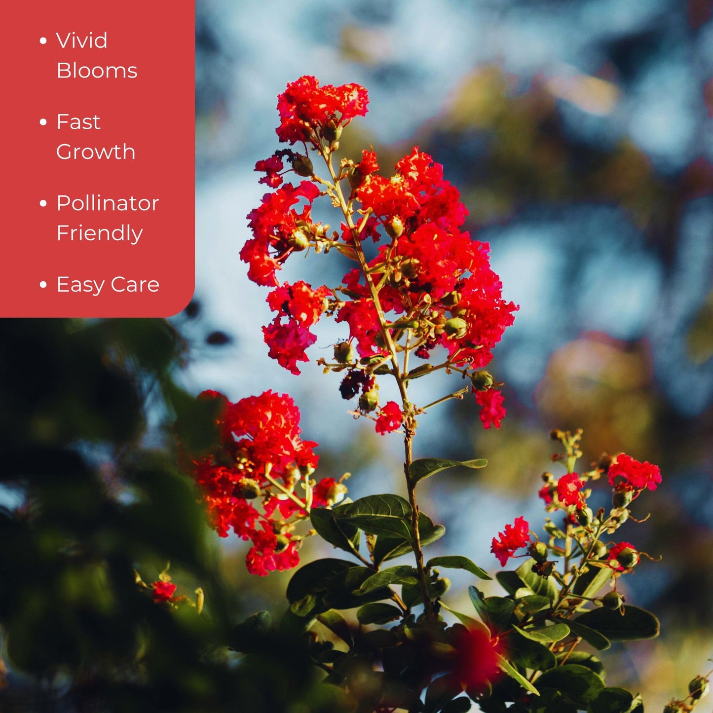 2 Red Rocket Crepe Myrtle, Live Plants (Lagerstroemia Indica) – Vibrant Red Blooms, Thriving in 2.5” Nursery Cubes