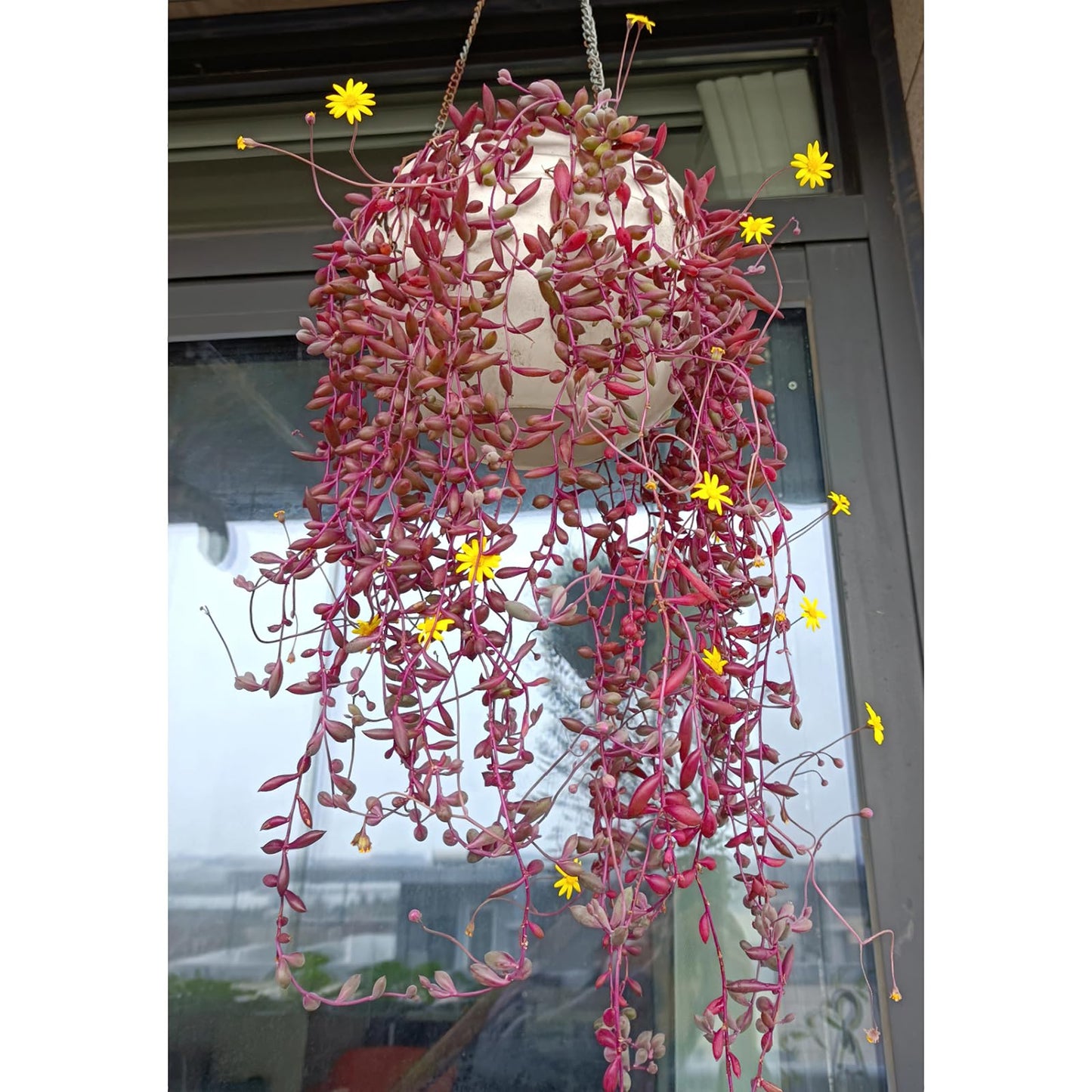 Sprout N Green Ruby Necklace, Othonna capensis L.H.Bailey Live Succulent Rooted in 4" Pot, Purple Hanging Trailing Plant for Home Office Wedding Decoration DIY Project Party Favor, Pet Friendly