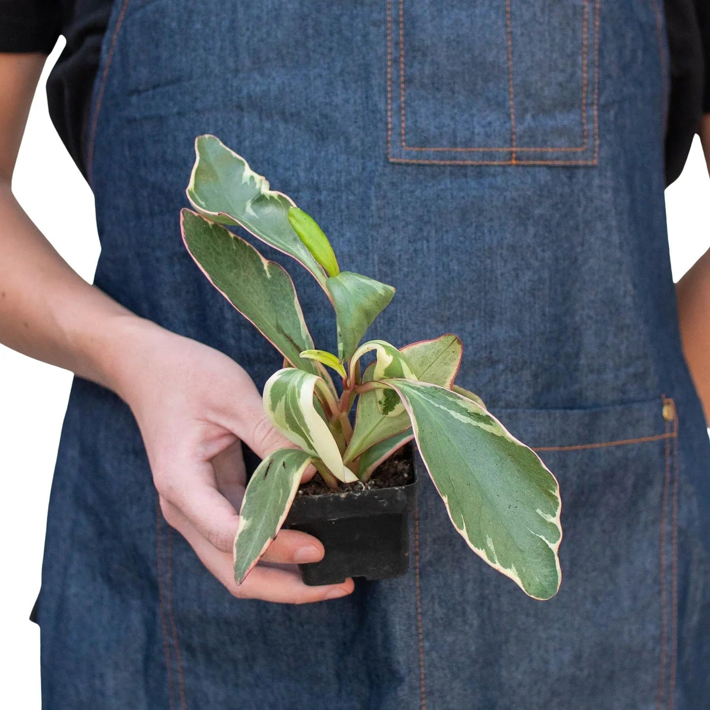 Peperomia 'Ginny' | Live Plant for Indoor & Outdoor | for Living Room, Office, Bathroom | (3" Pot)