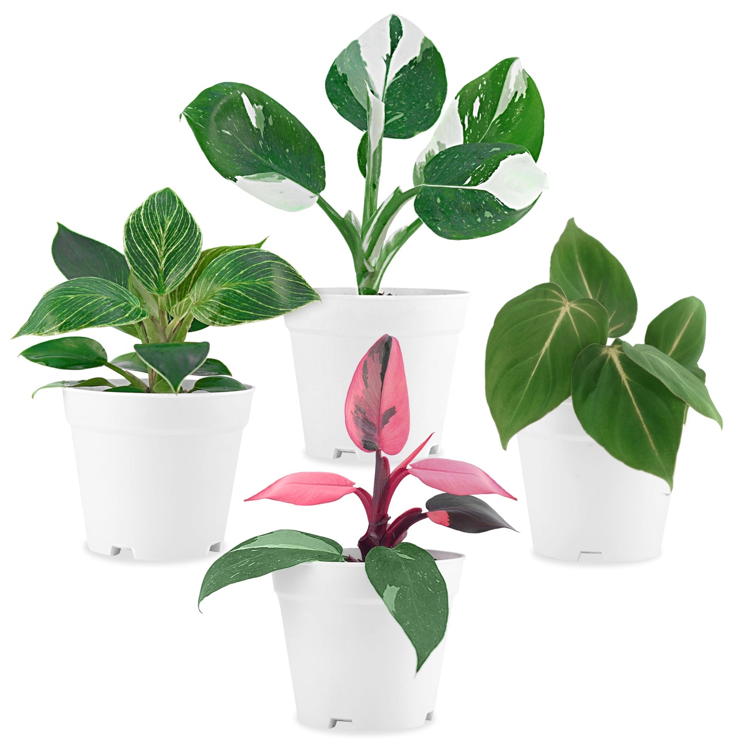 Philodendron Plant Live Exclusive Collection (4-Pack) – Rare Birkin, Gloriosum, Pink Princess & White Wizard in 2" Pot; Easy Care Indoor Plants Live Houseplants Decor for Home/Office/Garden