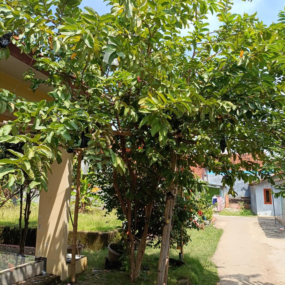 Pink Guava Tree Live Plant, 4-6 Inch Tall Guava Plant, Easy-to-Grow, Hardy, Sweet Tropical Fruit Tree for Garden & Outdoor Spaces, Ready to Grow