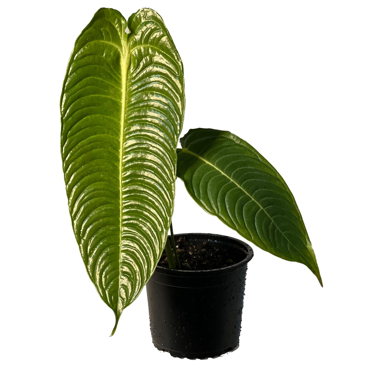 LEAL PLANTS ECUADOR Anthurium Veitchii |Green Live House Plant for Indoor| Anthuriums Live Exotic Houseplants|Anthurium Exotic Houseplants| Unique Gift for Plant Lovers