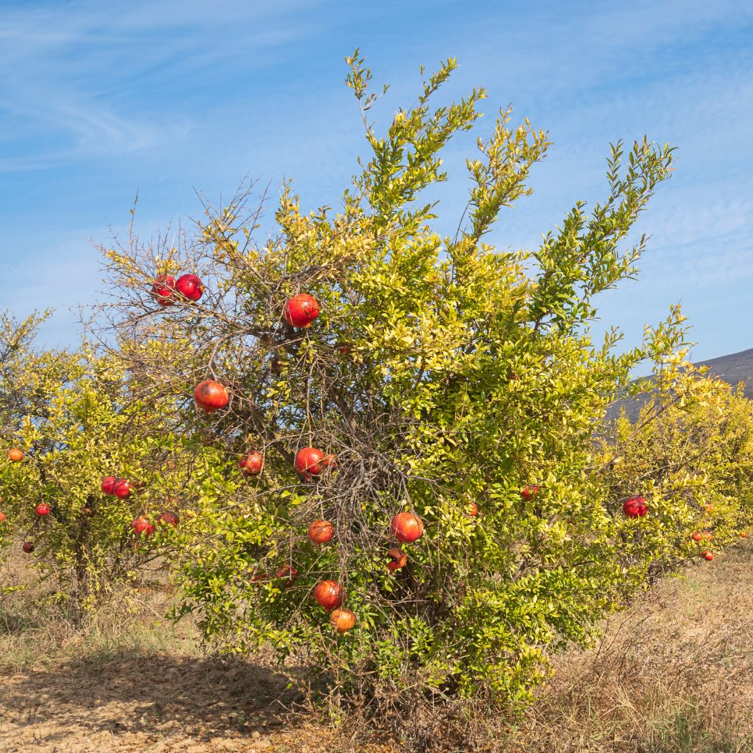 Pack 3 Pomegranate Tree Live Plant, Pomegranate Plant, Pomegranate Fruit Tree, Pomegranate Tree - Live Plant - Red Pomegranate Bush - Hardy Fruit Tree, Size 8 to 10 Inch Tall