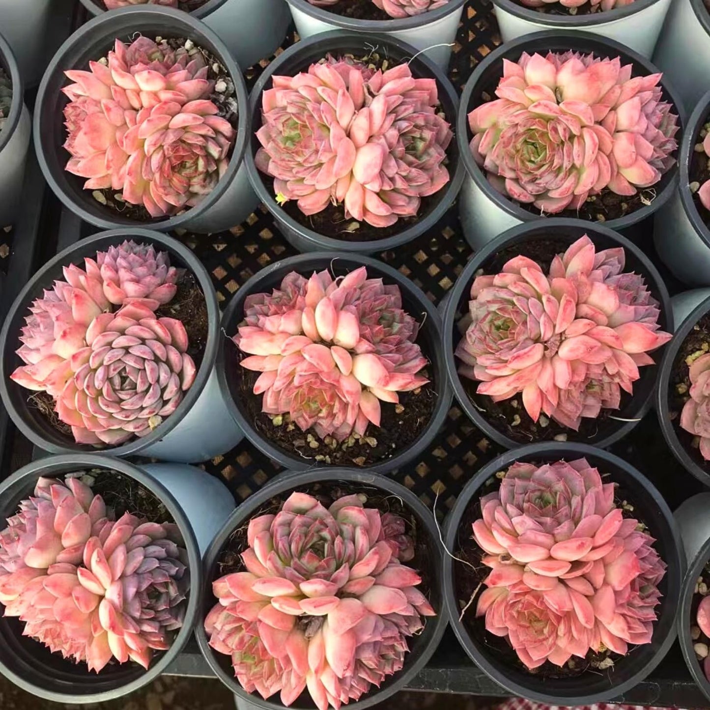 Echeveria Desert Rose - Cluster – Live Succulent – 2.5 Inch – Drought-Tolerant, Low Maintenance, Ideal for Indoor & Outdoor, Terrariums, Rock Gardens