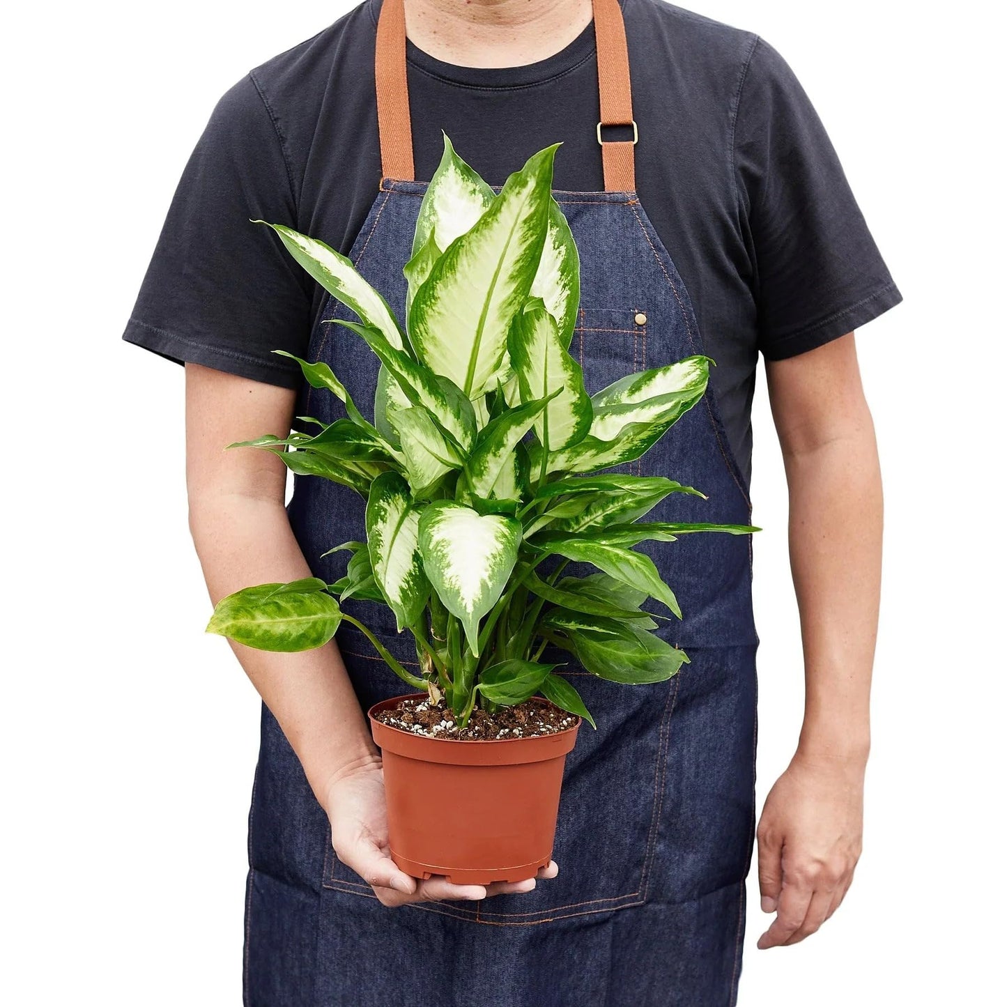 Dieffenbachia Camille | Live Plant for Indoor & Outdoor | for Living Room, Office, Bathroom | (6" Pot)