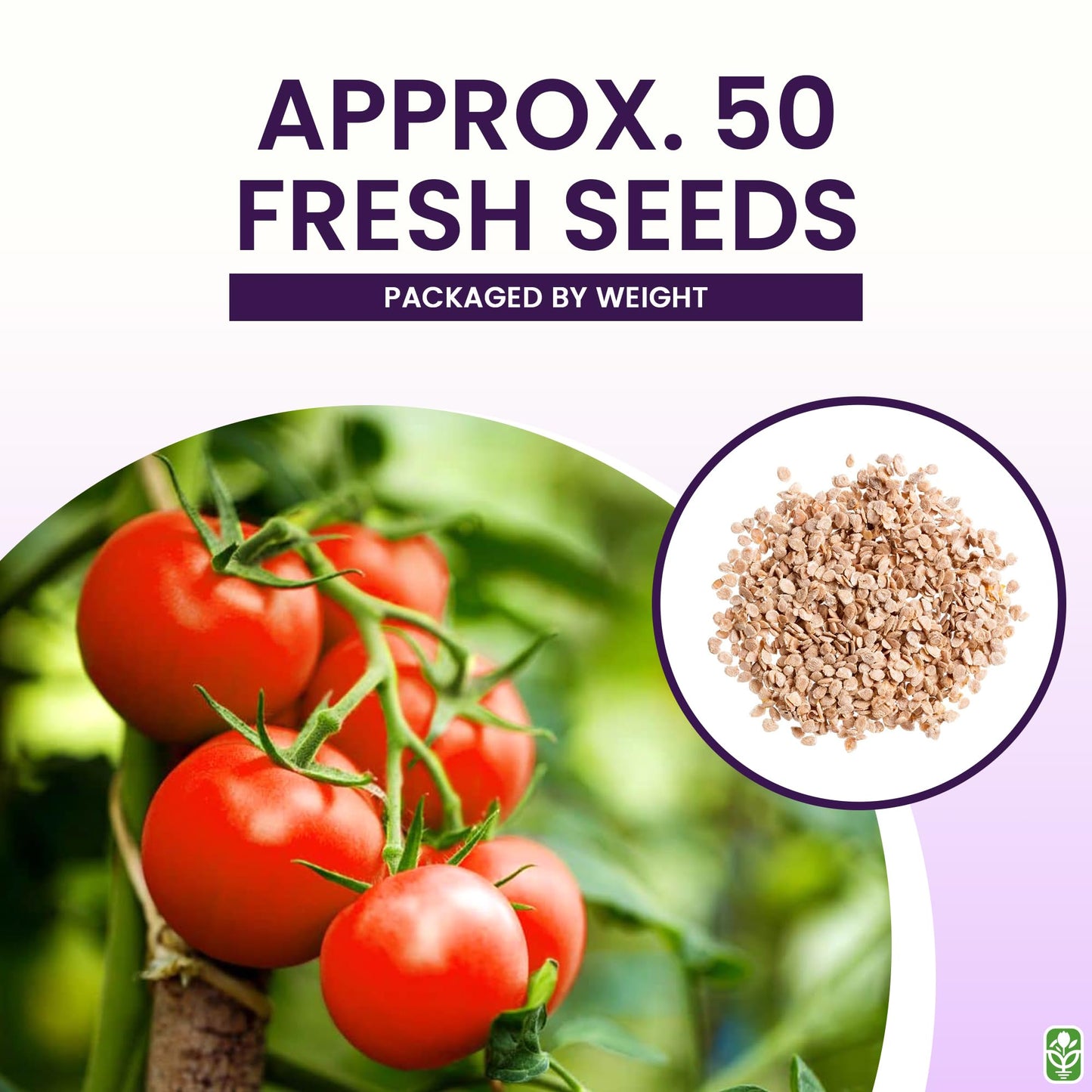 Bonny Best Tomato Seeds for Planting – Heirloom, Large & Juicy – One of The Most Delicious Tomatoes for Home Growing – Vegetable Seeds for Planting - Grown in The USA