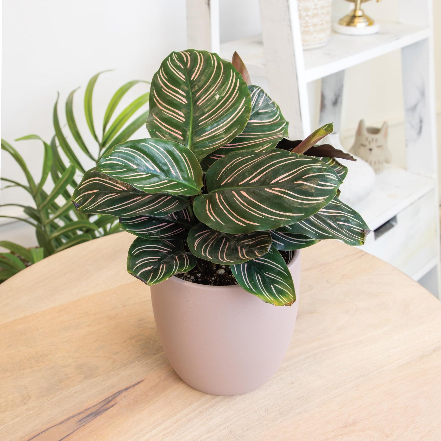 Essential Houseplant Collection (3PK), Easy Plant Varieties, Air Purifying Pack with Real Pothos, Peperomia, & More Popular Live Houseplants for Home or Office by Plants for Pets