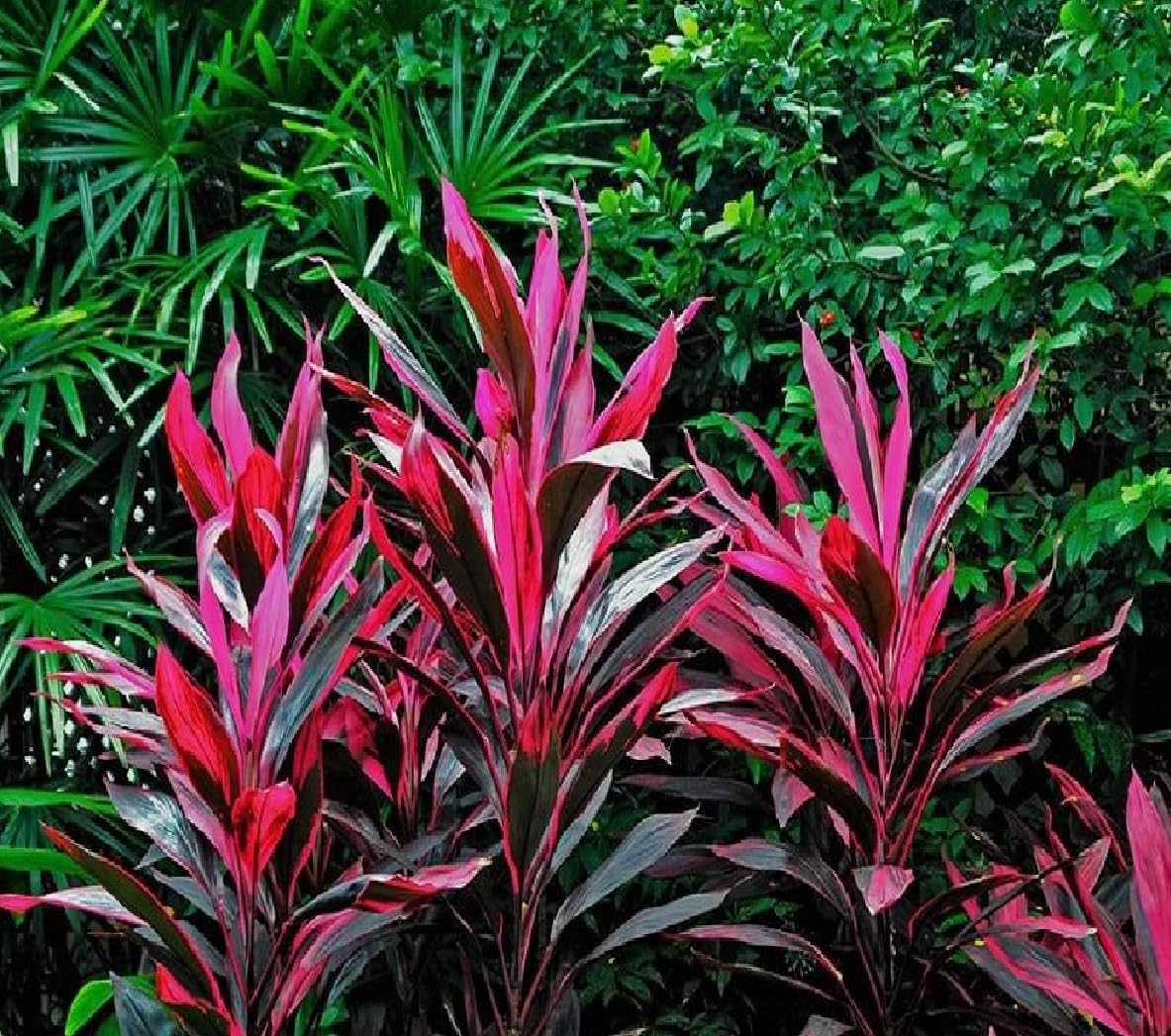 Hawaiian Red Ti Leaf Plant Logs Live Indoor/Outdoor Tropical Plants - 2 Cordyline Fruticosa Cutting Logs - Easy Care Good Luck Plant