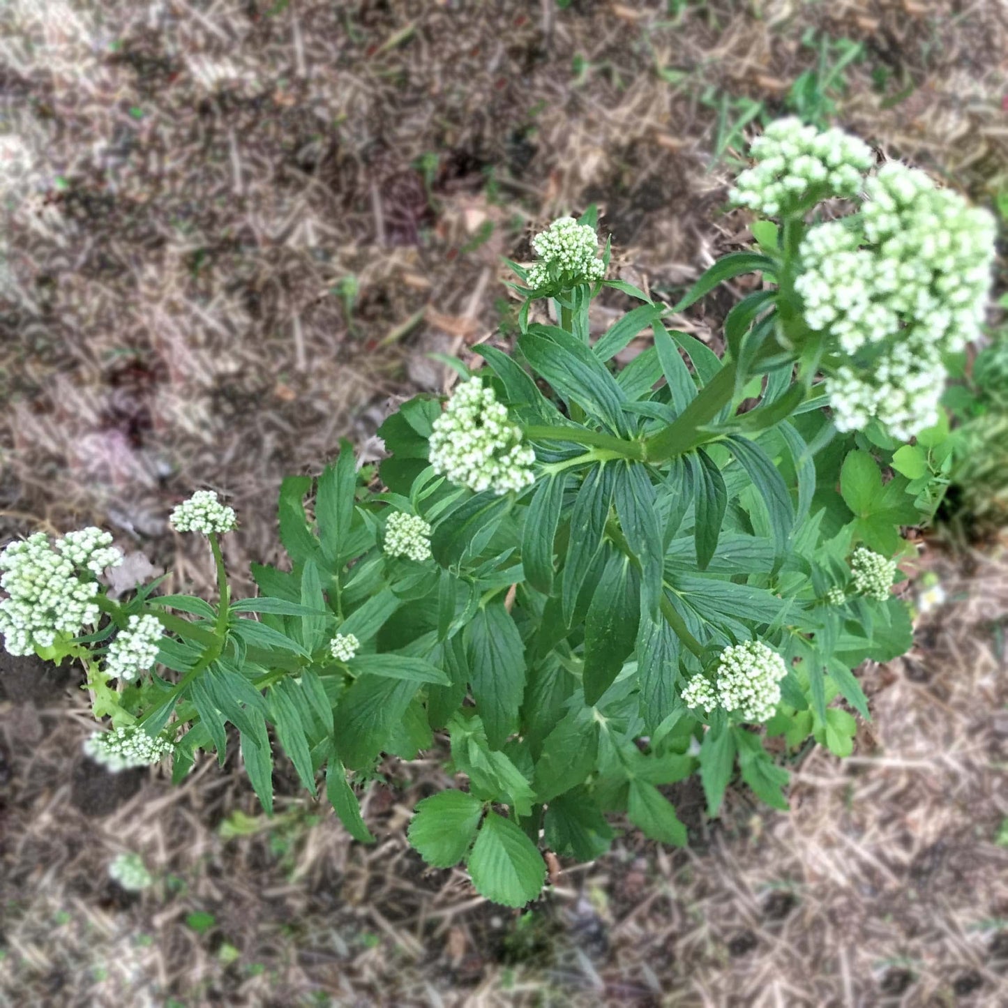 Smoke Camp Crafts Organic Valerian Herb Plant (Valeriana officinalis) Live Plant in 2.5-inch Pot - All-heal, Garden Heliotrope, Garden Valerian