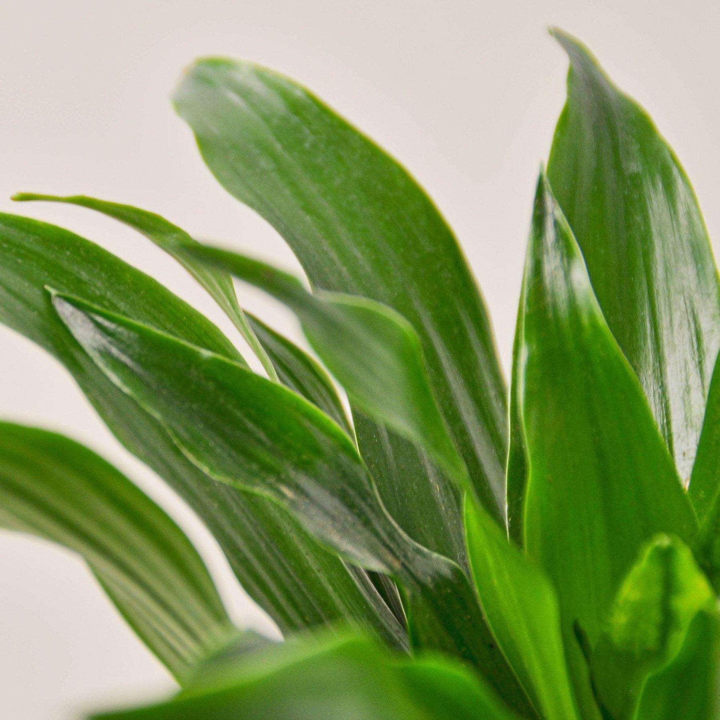 Dracaena Janet Craig Live Plant for Indoor | Different Houseplants in 3'' Pot | Real House Plant for Living Room, Office, Desk & Bathroom | Dragon Tree | Dracaena Janet Craig