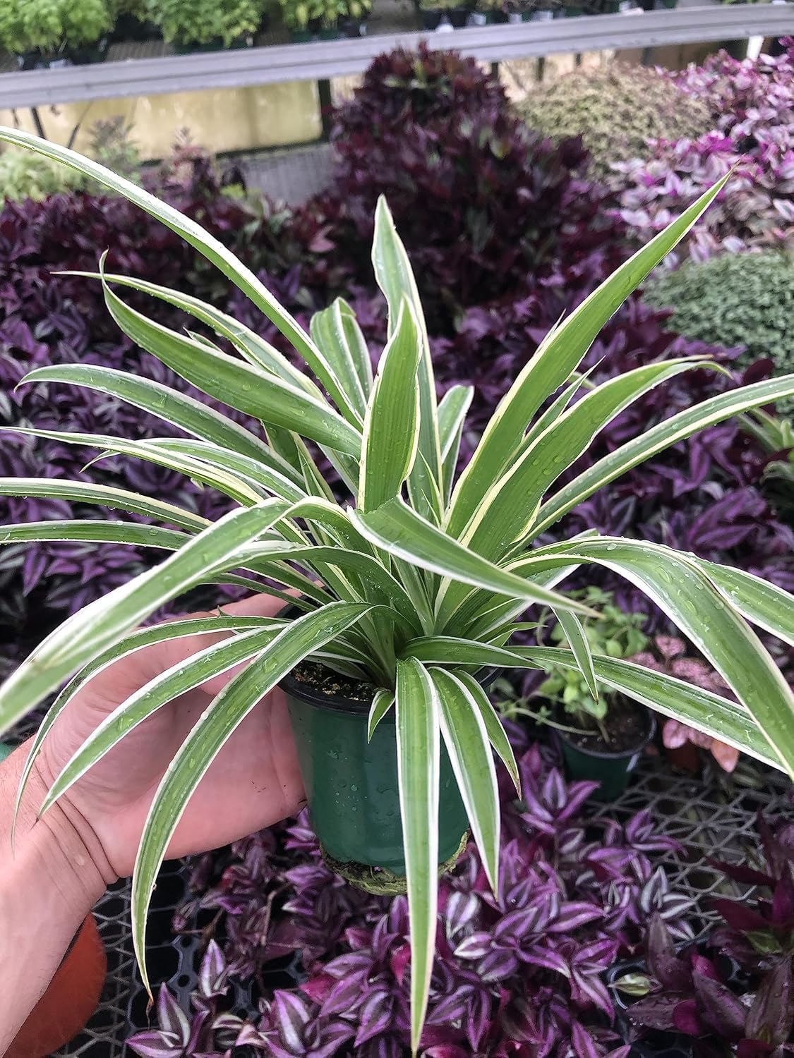 Variegated Spider Plant 'Airplane' - Air-Purifying, Low Maintenance, Thrives in Home & Office - Perfect for Plant Enthusiasts - Live houseplant in Potting Soil