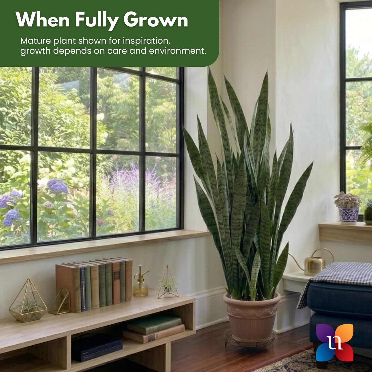 Live Snake Plant by United Nursery, Sansevieria Zeylanica 20-25" inches Tall in 10 inch Plant Pot, Easy Care Indoor House Plant for Office or Home Decor