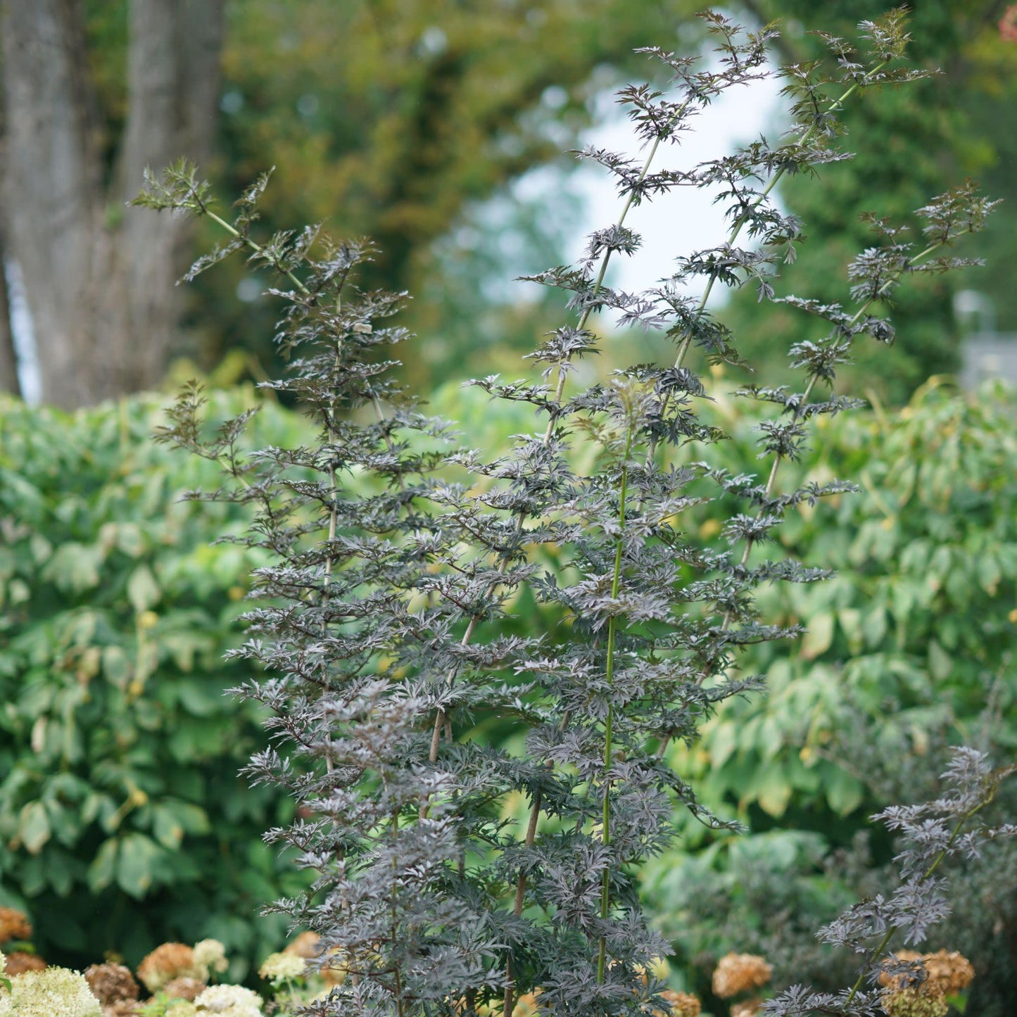 Proven Winners Laced Up Elderberry (Sambucus nigra) Live Plant, 4.5" Qt