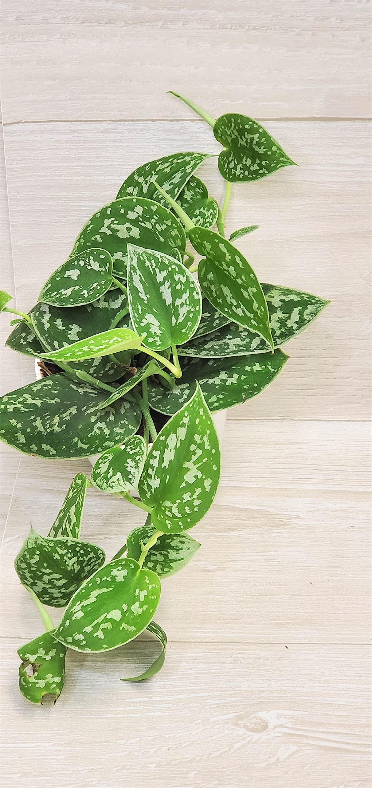 Scindapsus Pictus Argyraeus ‘Silver Satin Pothos’ - Live Indoor Plants in 4" Pot, Elegant Houseplants for Home Decor | Plants Live Houseplants by 3exoticgreen