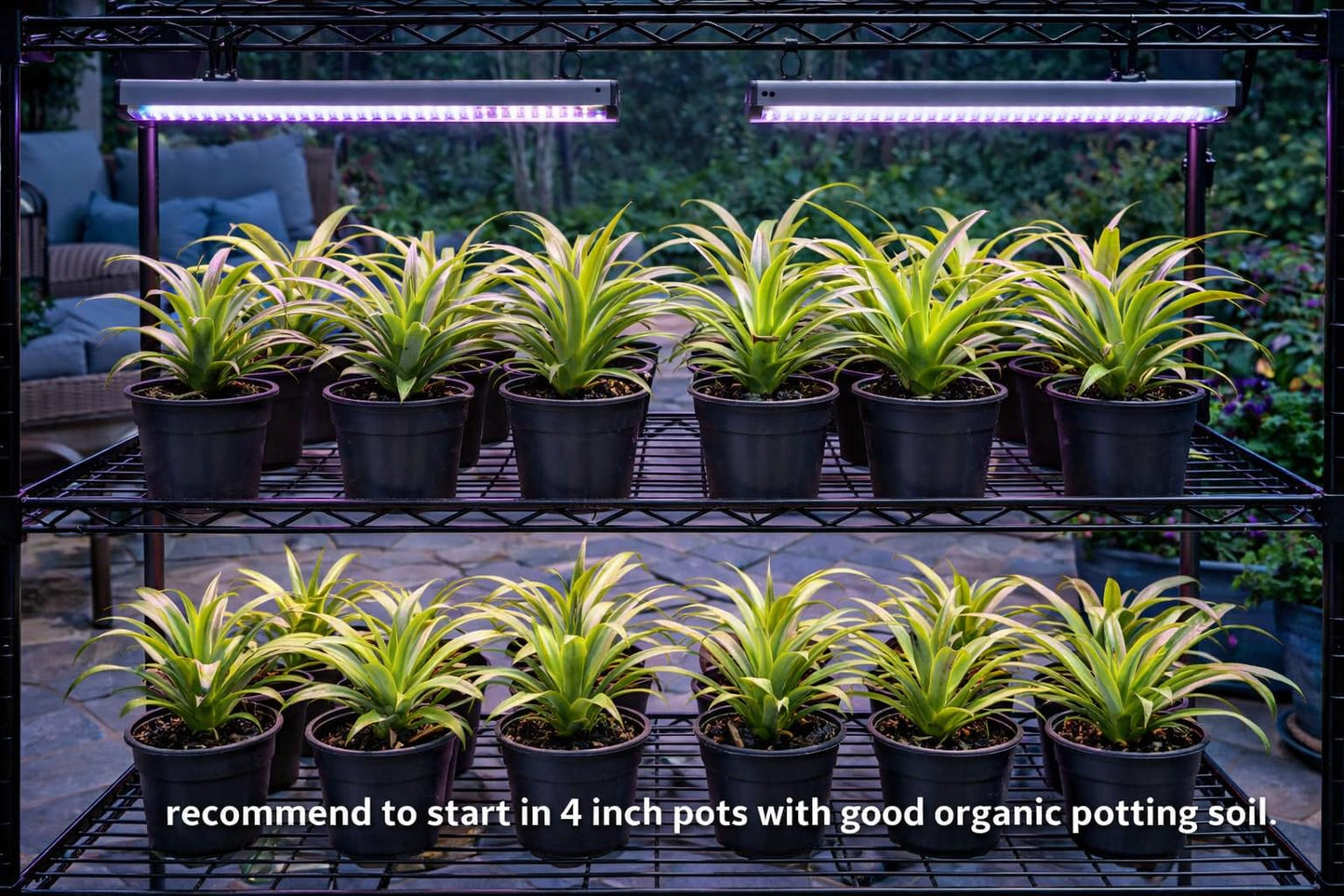 Pineapple Plants Florida Special Includes Four (4) Plants