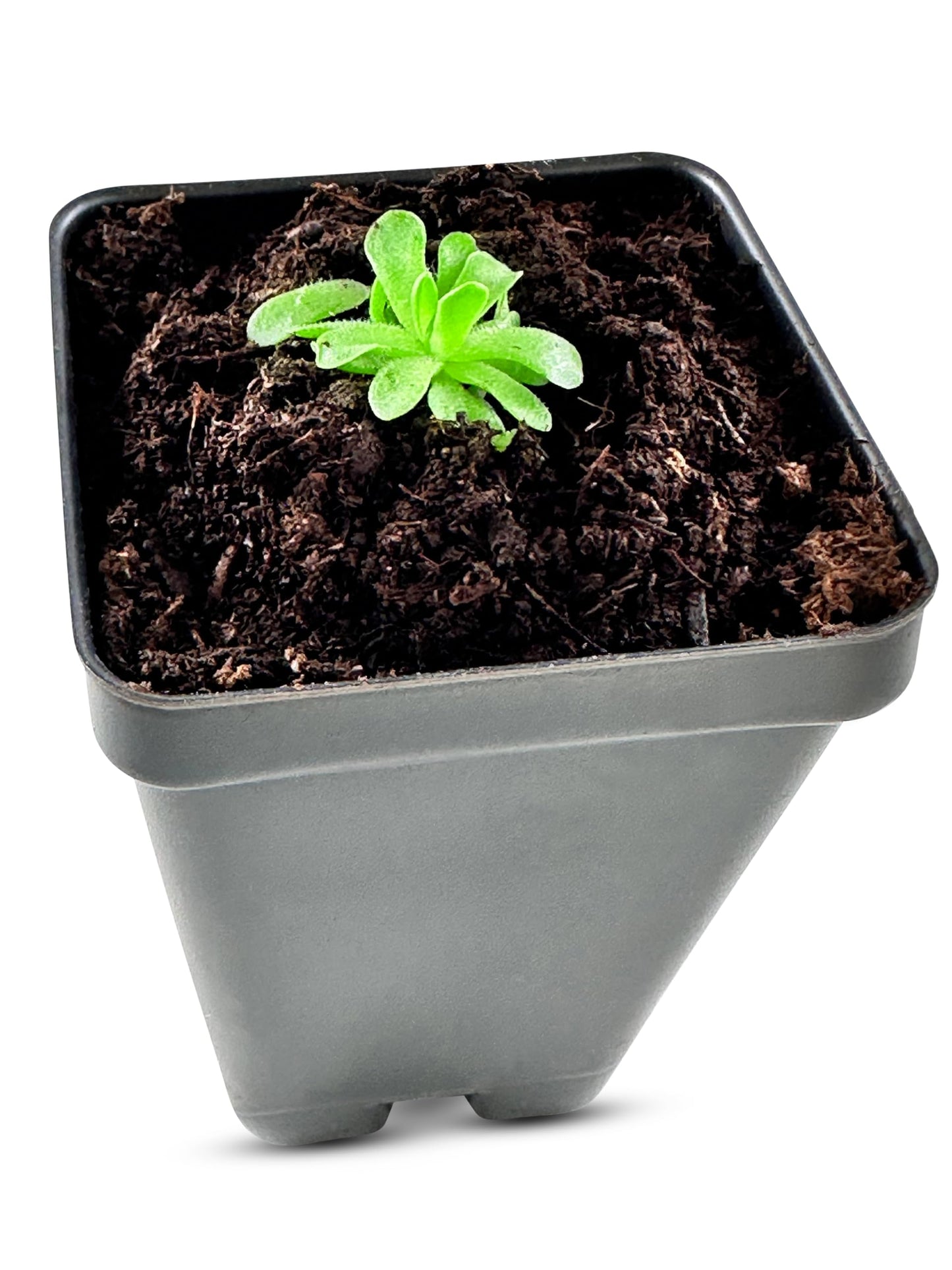 Pinguicula esseriana - Mexican Butterwort: A Unique Carnivorous Plant for Enthusiasts