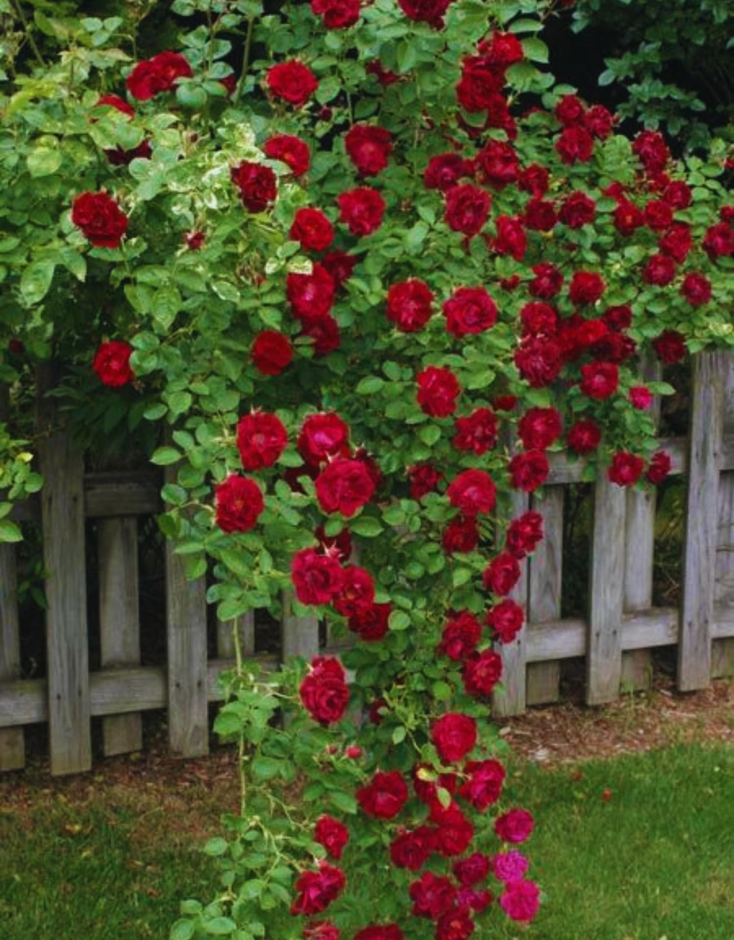 Red Climbing Rose Live Plant, Can Grow As Rose Bushes Shrubs, Fragrant Ready to Plant, Starter Size, 5 to 10 Inc Tall, Dormant in Winter