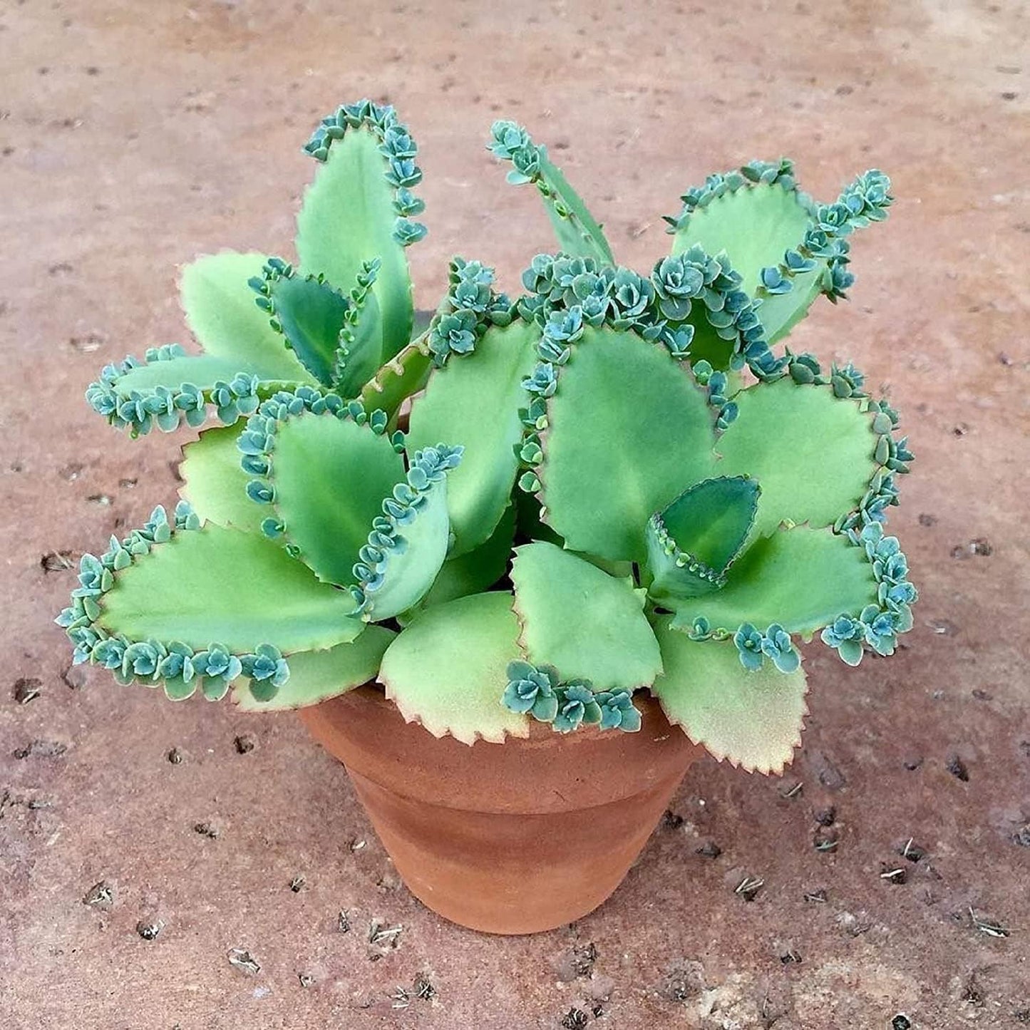 4 Mother of Thousands Live Plants - Kalanchoe daigremontiana - Mexican Hat Plant, Succulent Live Plants - Great Indoor Plant (4 Pack of Plants)