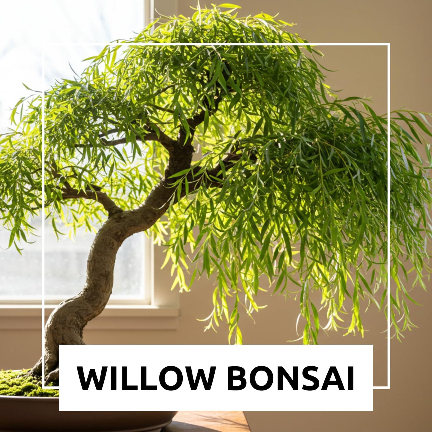 2 Miniature Weeping Willow Tree Cuttings to Grow - Stunning Weeping Branches are a Sight to See - Fast & Easy to Grow - Perfect for Indoor Pots or Outdoor Gardens, Unique Bonsai Gift for Gardeners