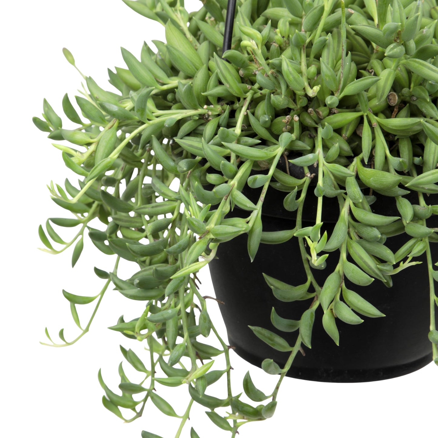 String of Bananas Succulent Plant Decor Hanging Basket, Real Succulents & Houseplants for Home or Office, Senecio Radicans, Unique House Plants