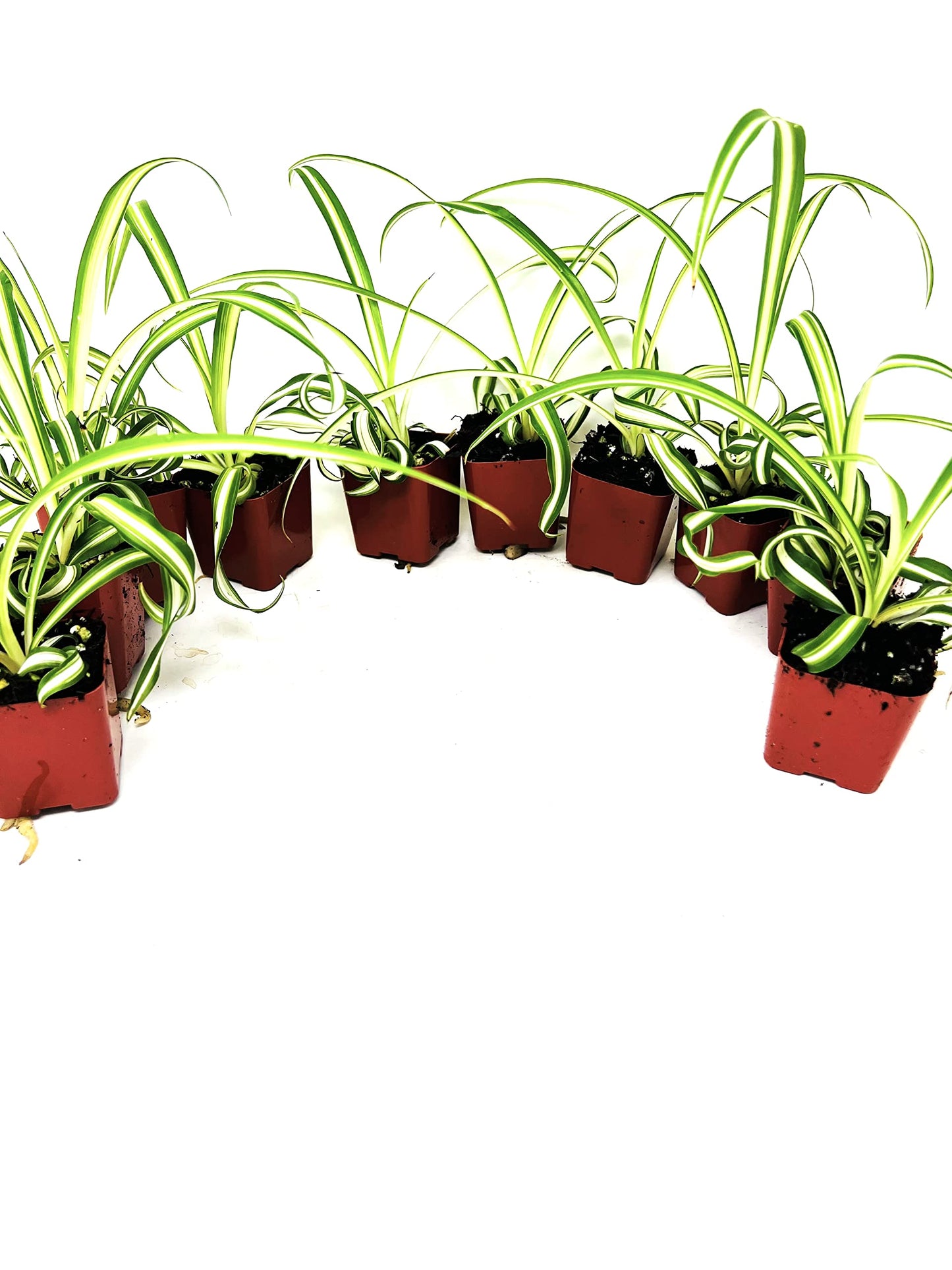 Ocean Spider Collection 8 Plants 2" Starter pots -Easy to Care -Easy to propogate