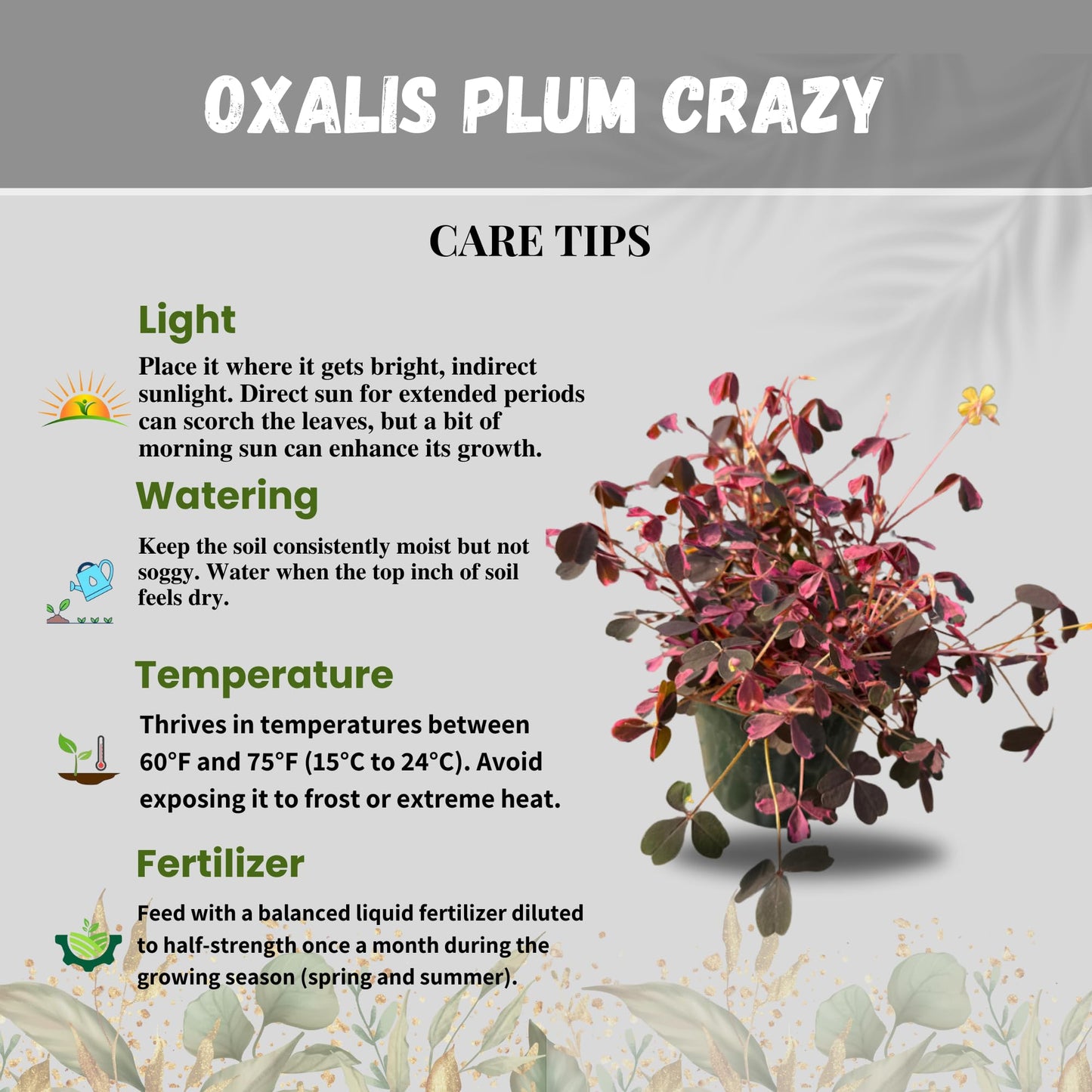 Oxalis Plum Crazy Live Plant in 4-Inch Pot - Unique Purple & Green Triangular Foliage, Easy Care Indoor/Outdoor Plant for Home Décor, Garden, and Gift Giving (Heat Pack Included)