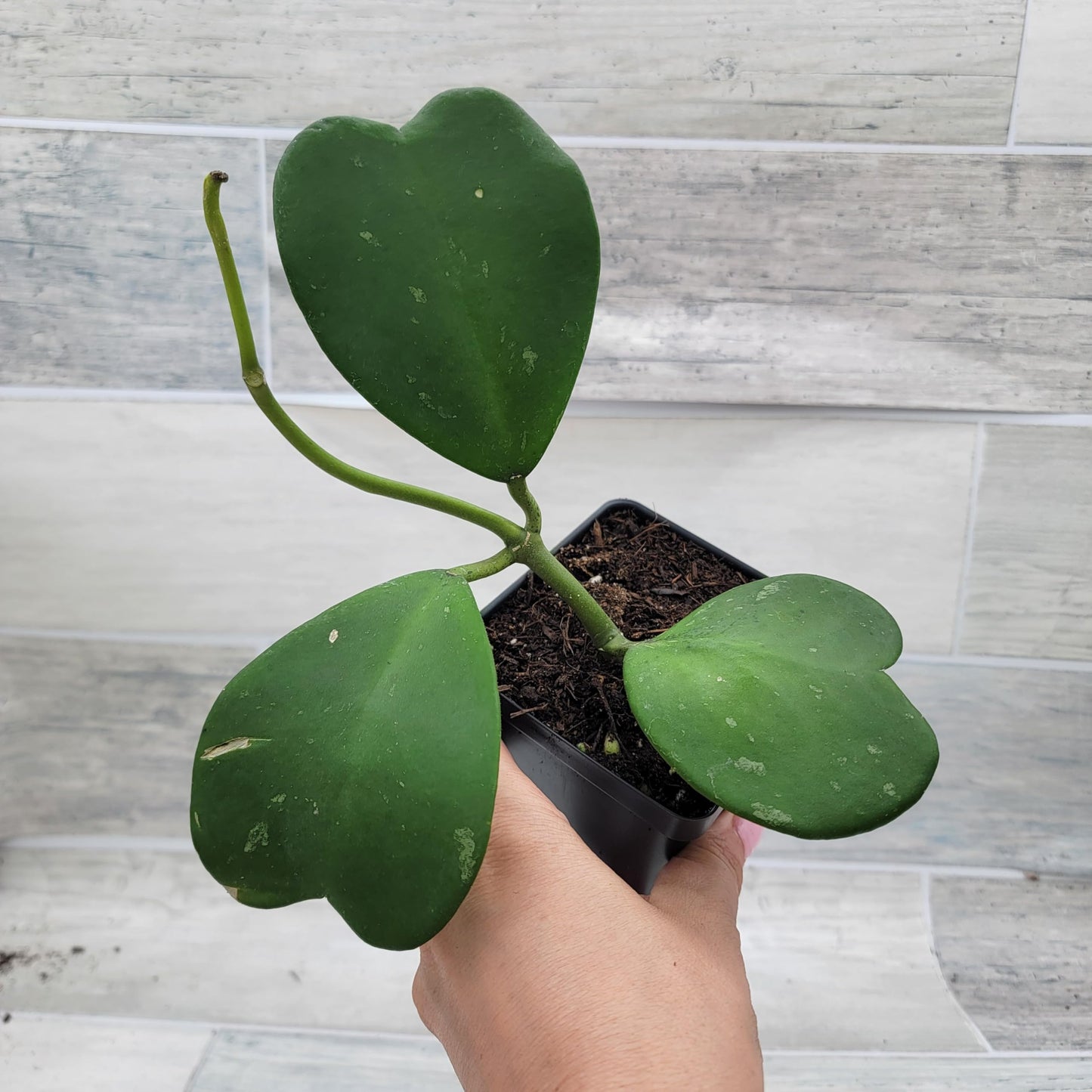 Hoya kerrii – Sweetheart Hoya (Valentine Hoya) | 4″ Fully Rooted Live Indoor Houseplant | Rare Heart-Shaped Leaf Wax Plant | Easy-Care Succulent Gift Plant for Home or Office