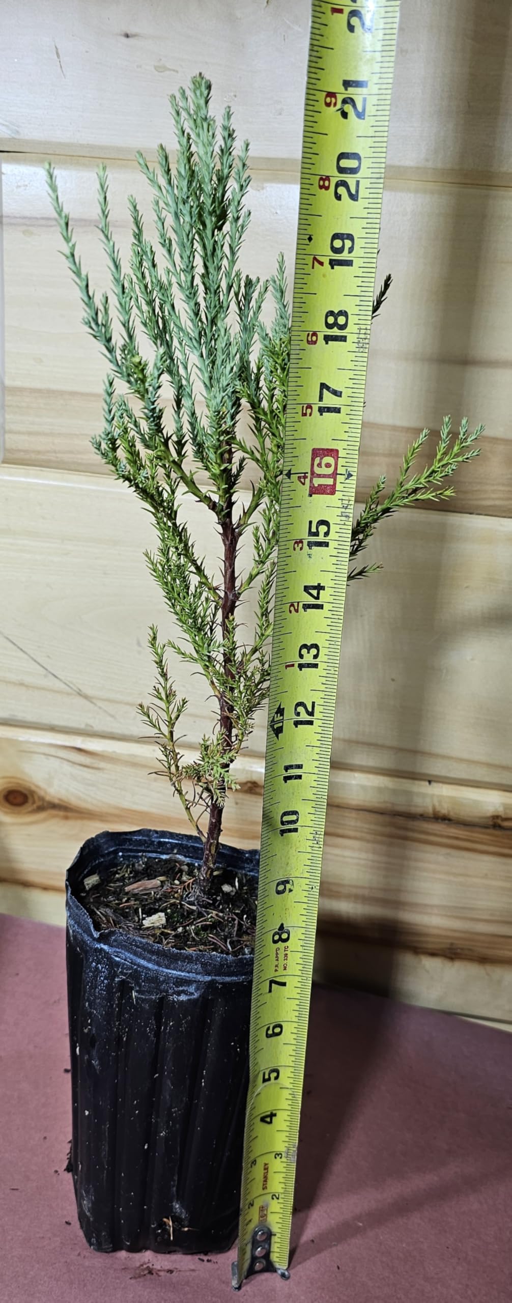 1 Giant Sequoia Tree Fast Growing Live Potted Tree SaplingTrees (Over 12 inches)