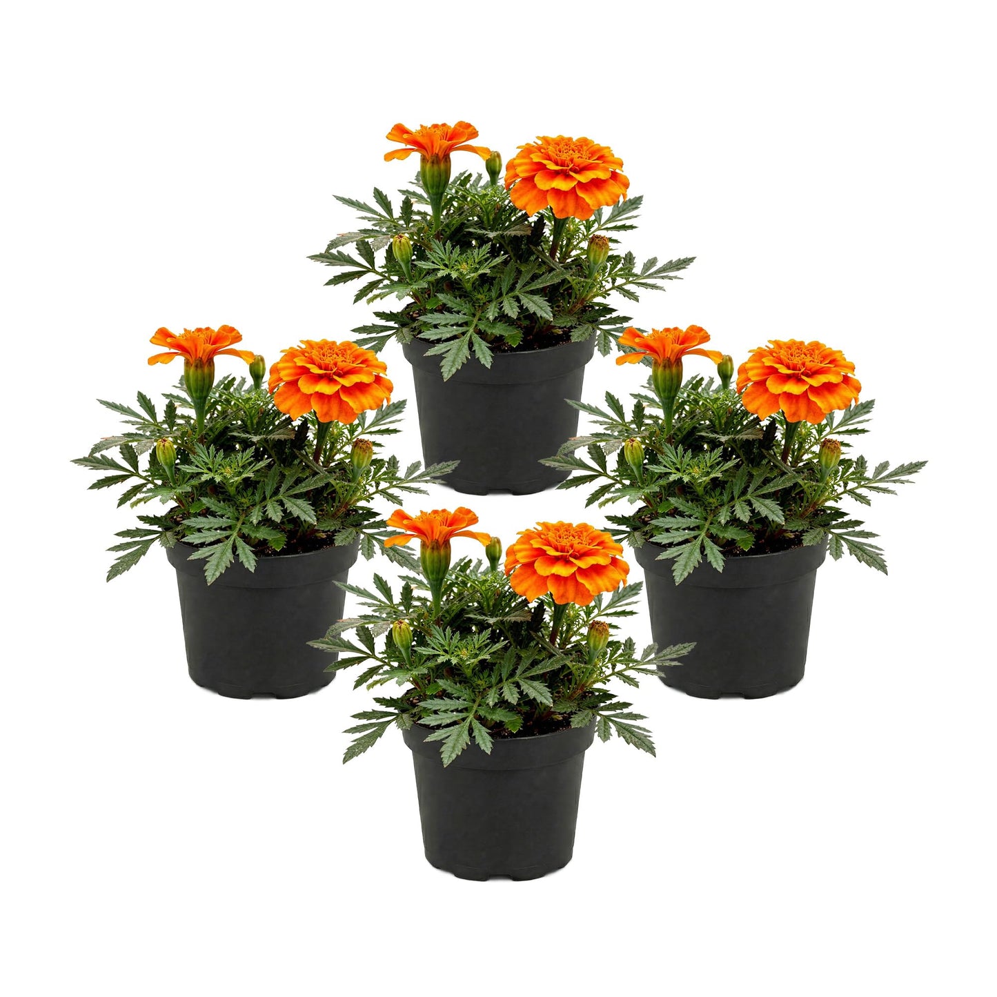 Live Flowering Marigold - Durango Orange (4 Per Pack), Beautiful Spring Color, 8" Tall by 4" Wide in 1 Pt Pot
