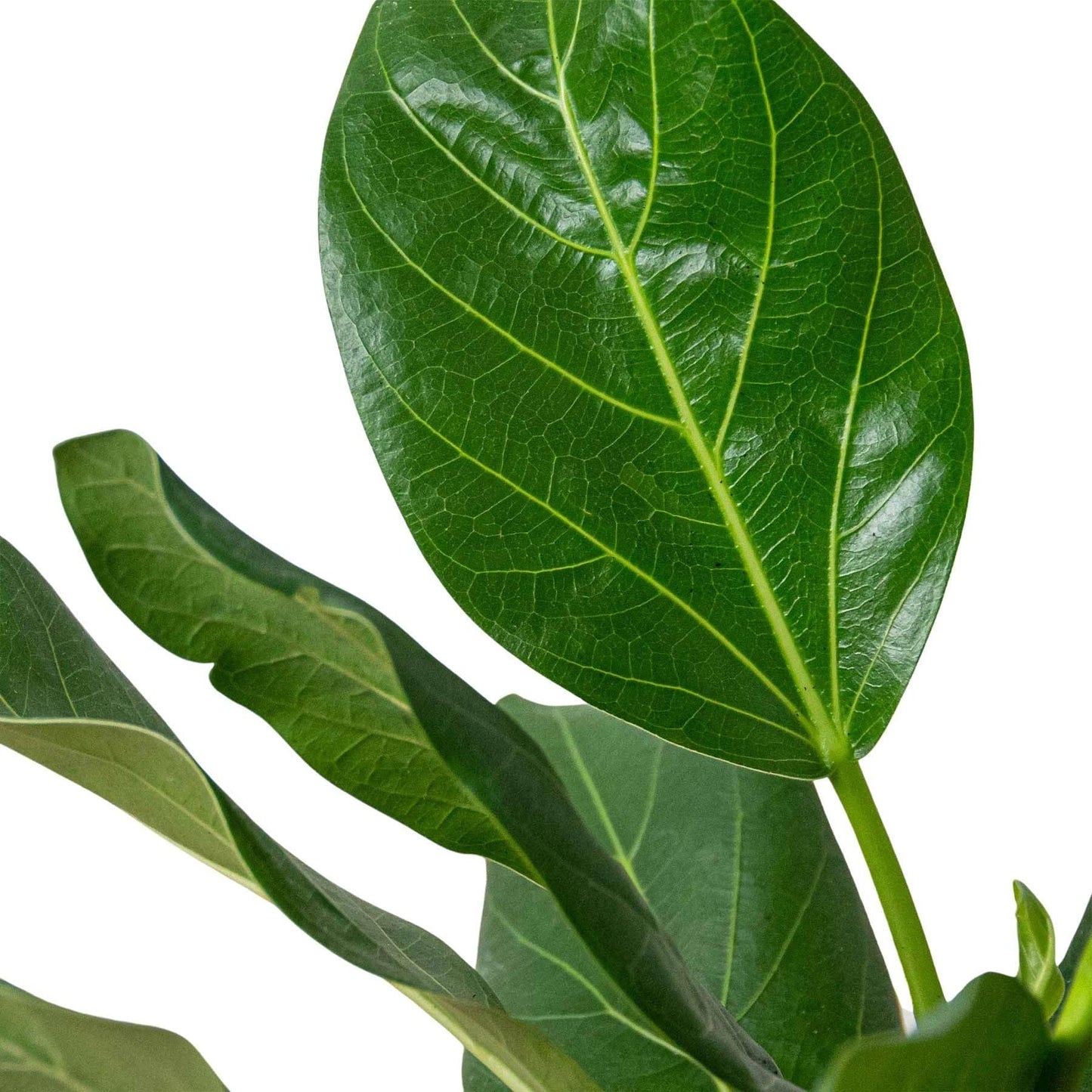 Ficus Elastica Audrey Live Plant for Indoor | Different Houseplants in 4'' & 6'' Pot | Real House Plant for Living Room, Office, Desk & Bathroom