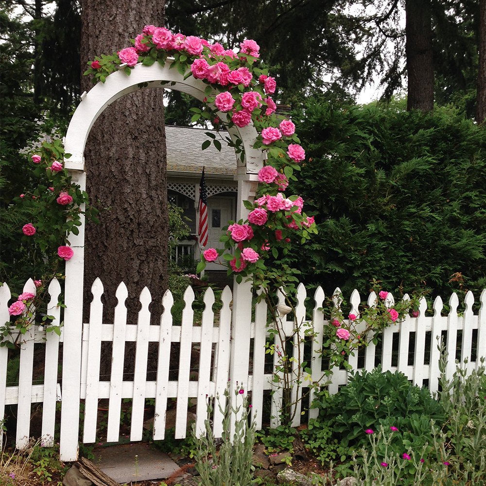 Heirloom Roses Nearly Thornless Rose Plant - Zéphirine Drouhin Pink Climbing Rose Bush, Bourbons Live Plant for Planting Outdoors