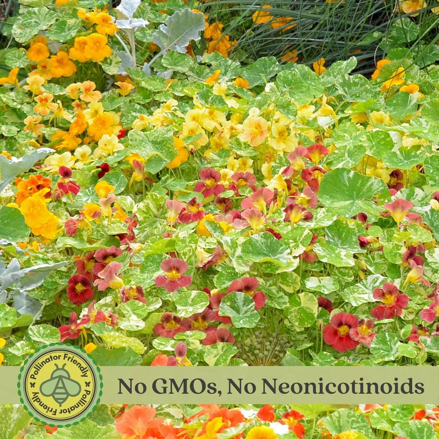 Clovers Garden Variegated Nasturtium (Alaska) Plants – Two (2) Live Plants – Non-GMO - Not Seeds - Each 4" to 8" Tall – in 4" Inch Pots – Deliciously Edible, Trap Plant for Veggie Gardens
