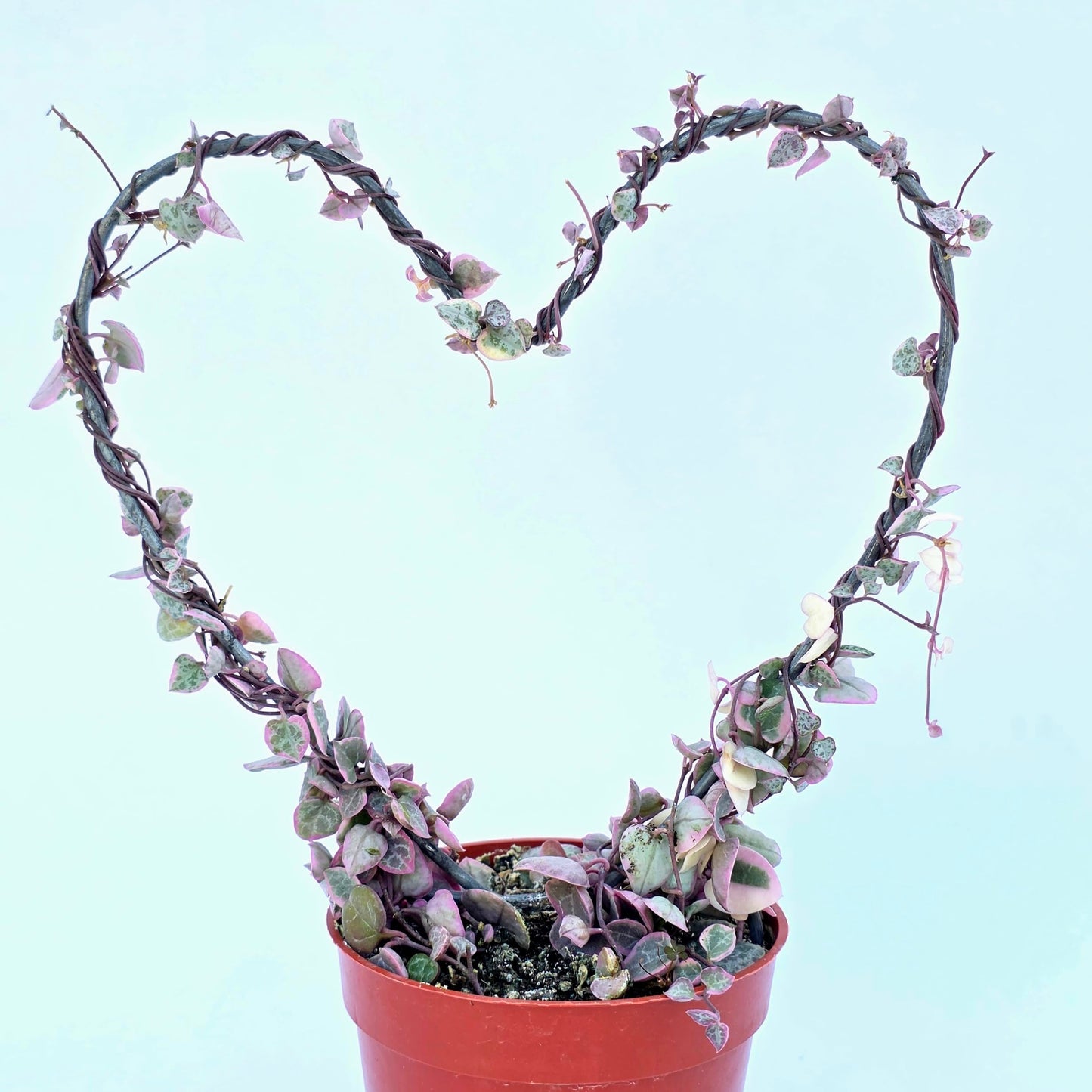 Variegated String of Hearts Hanging Basket, Ceropegia linearis Woodii, String of Hearts Plant Live Succulents Plants Live Houseplants, House Plants Indoors Live Indoor House Plants by Plants for Pets