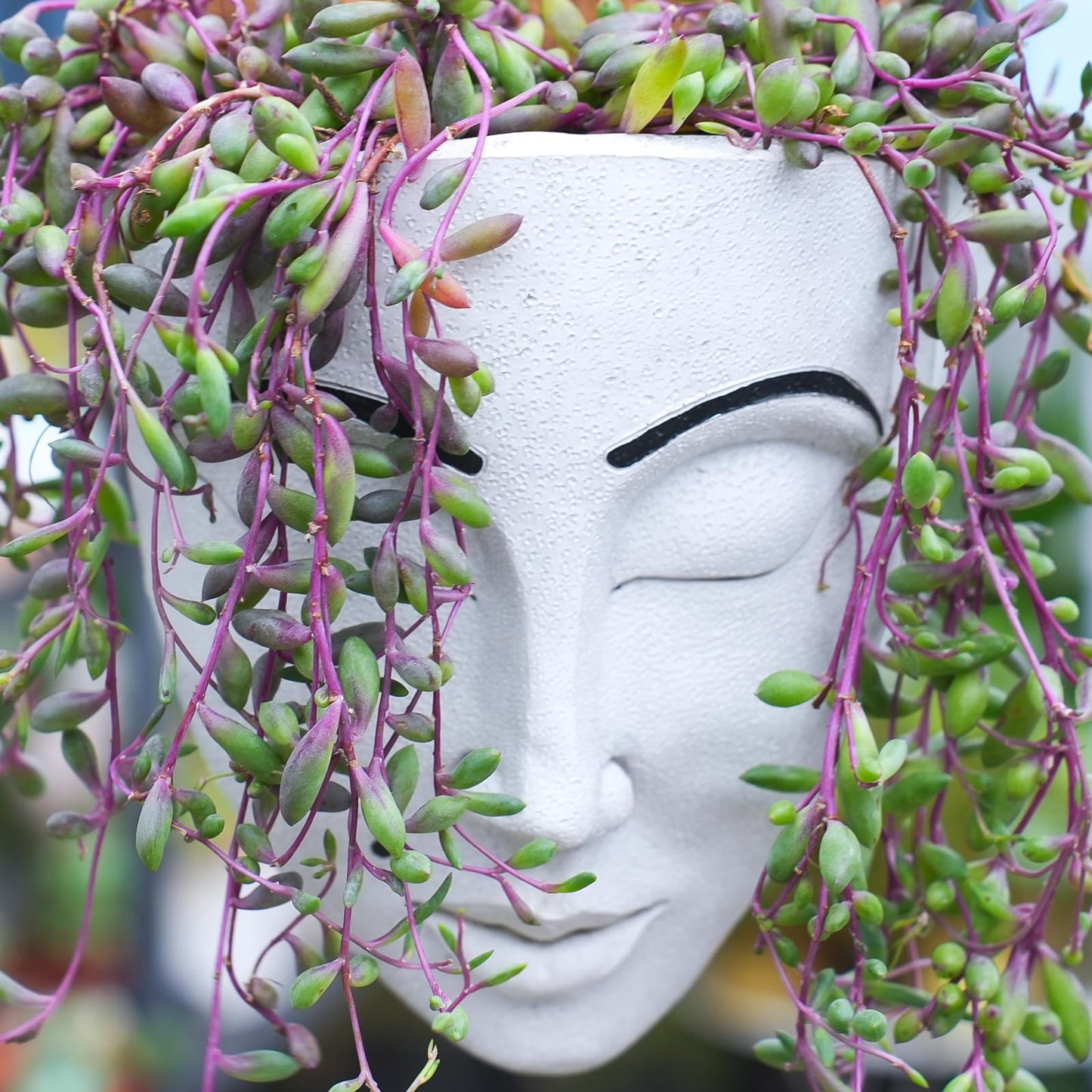 Sprout N Green Ruby Necklace, Othonna capensis L.H.Bailey Live Succulent Rooted in 4" Pot, Purple Hanging Trailing Plant for Home Office Wedding Decoration DIY Project Party Favor, Pet Friendly